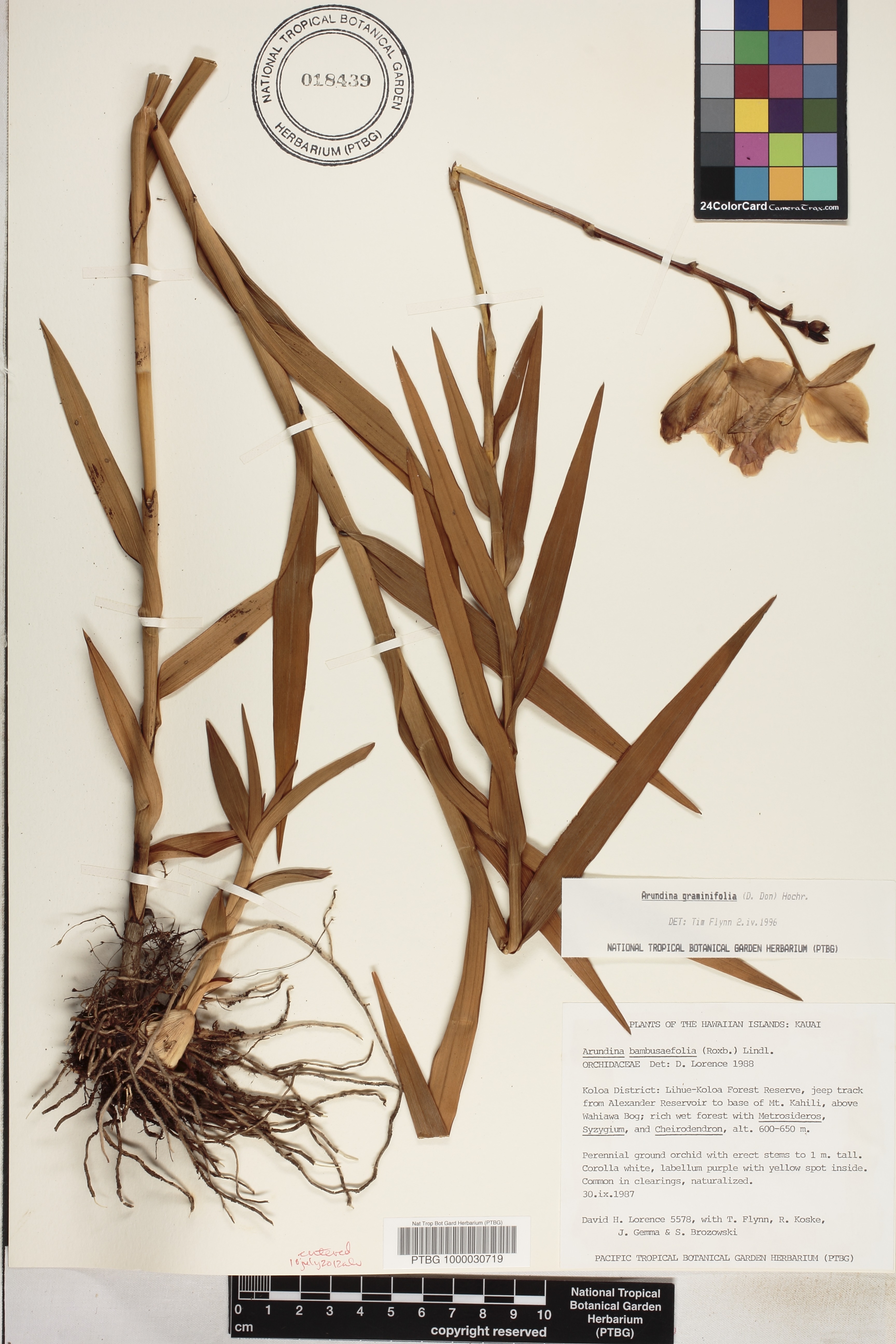 Arundina graminifolia image