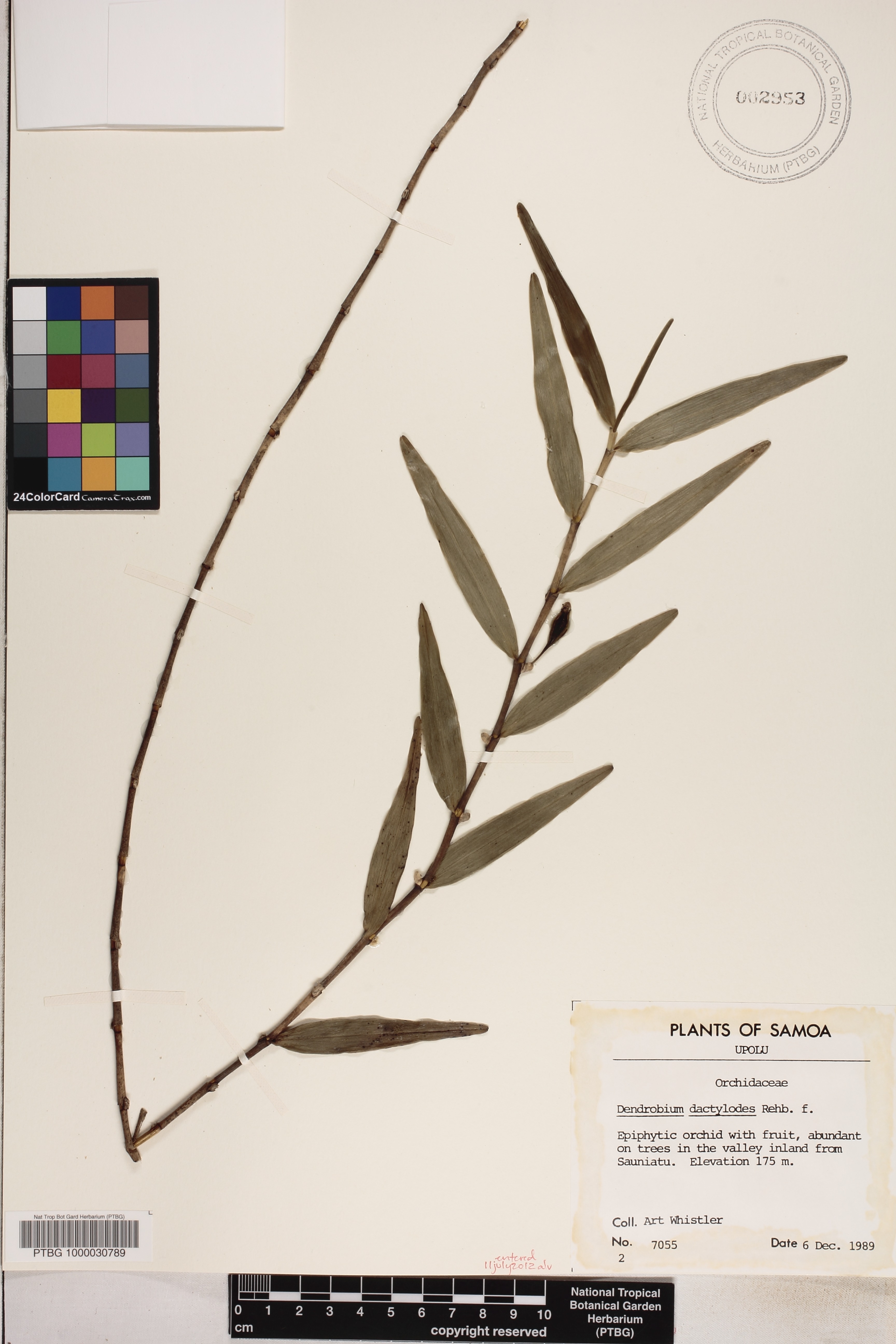 Dendrobium dactylodes image