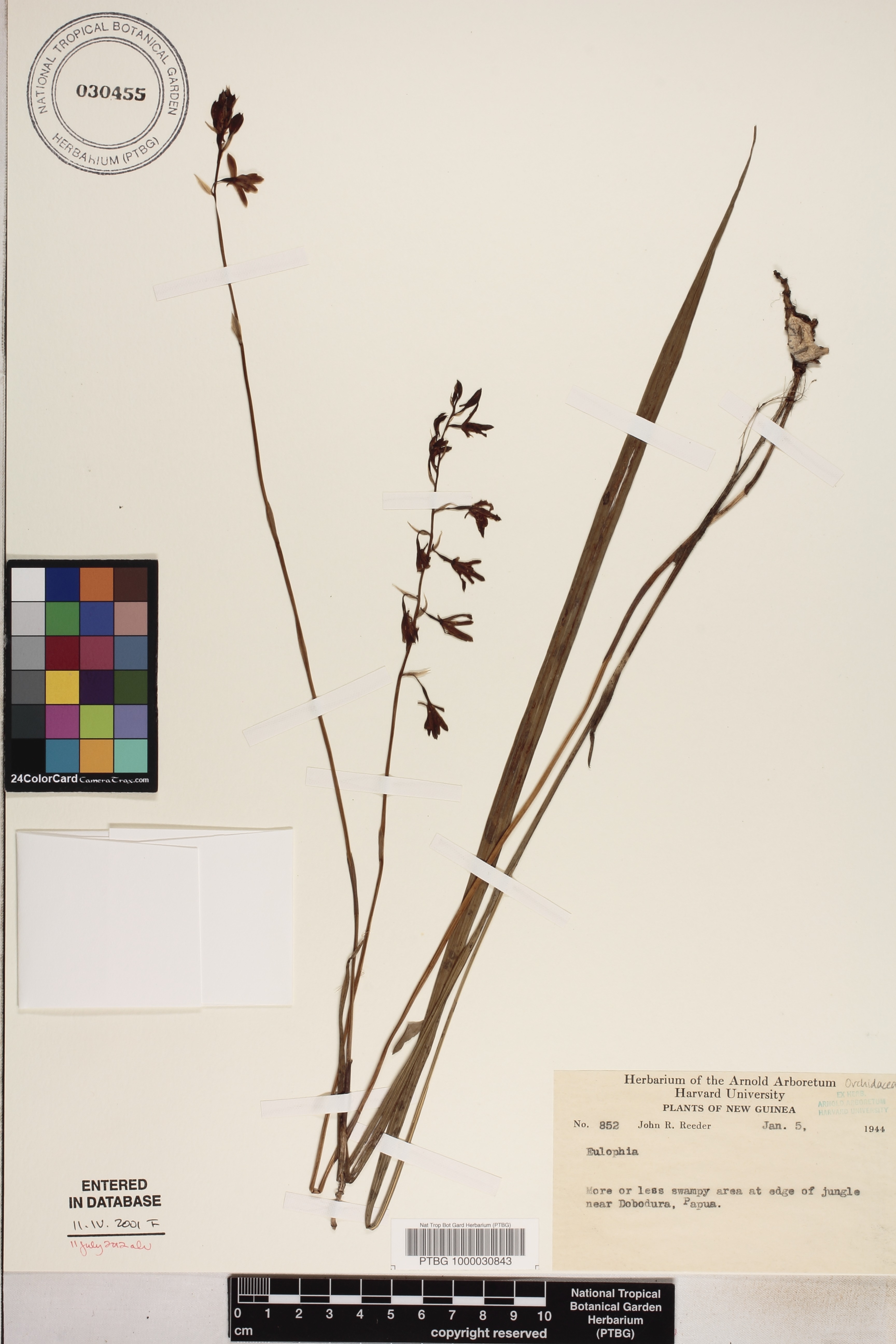 Eulophia image