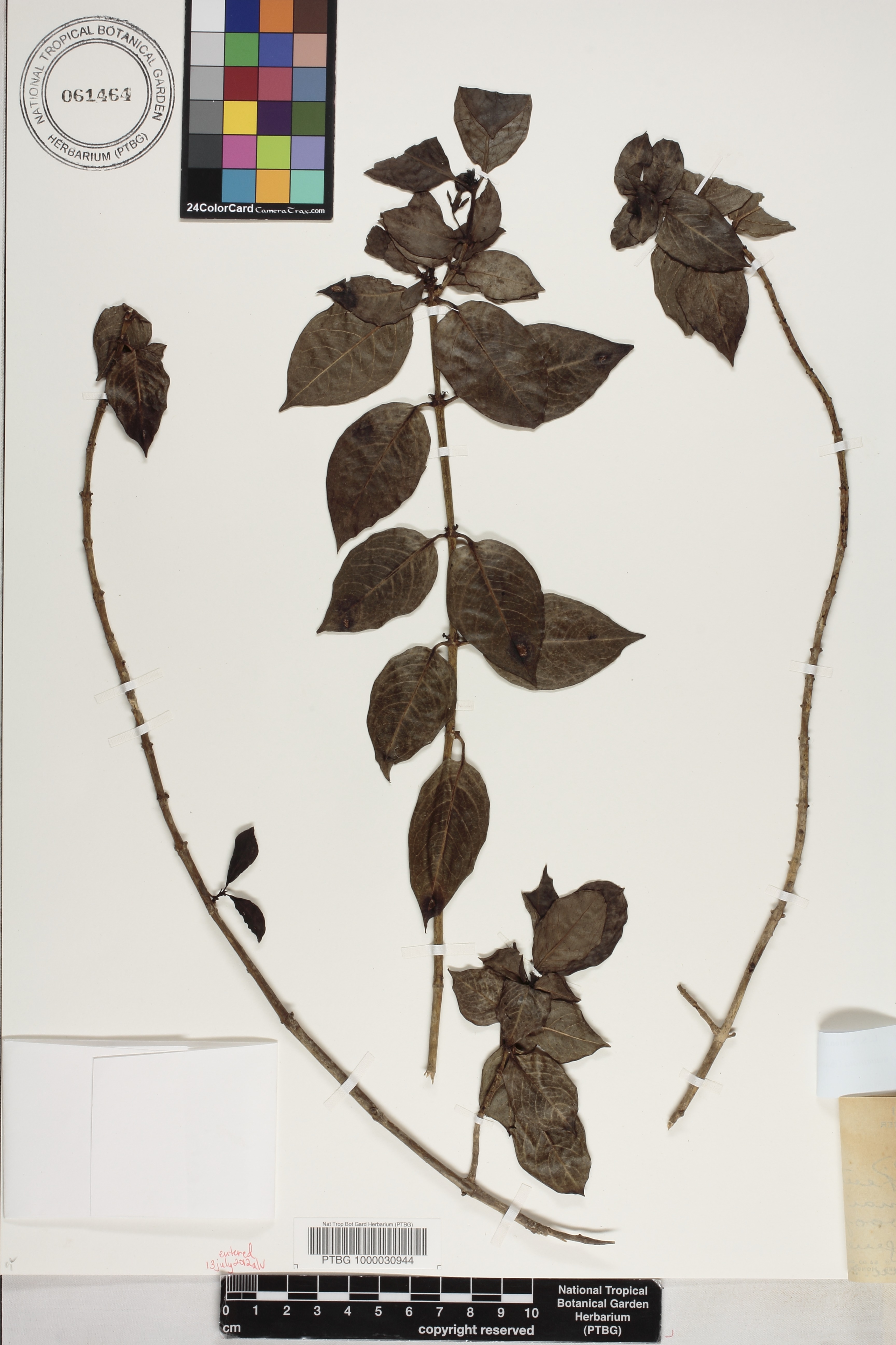 Kadua acuminata image