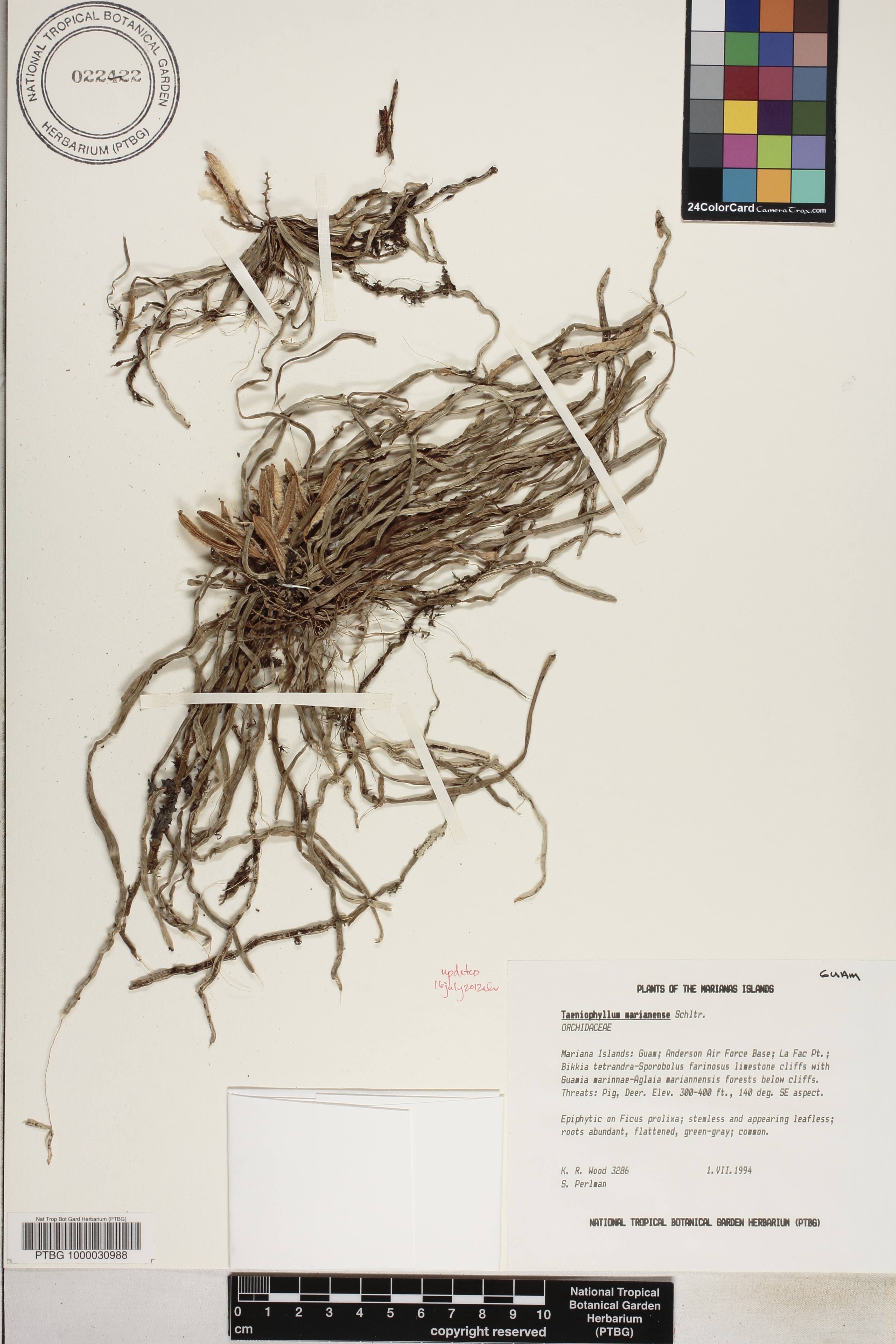 Taeniophyllum image