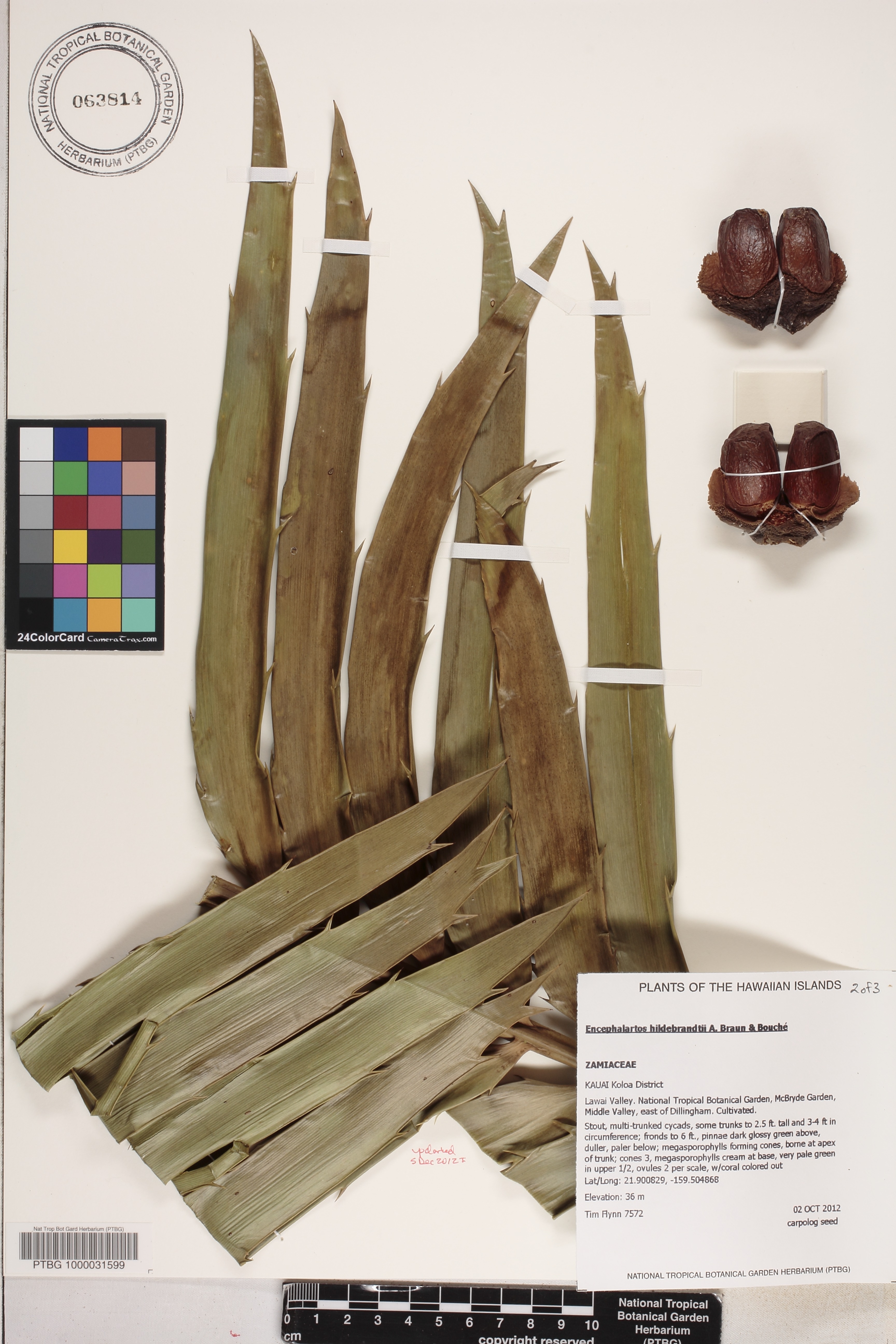 Encephalartos image