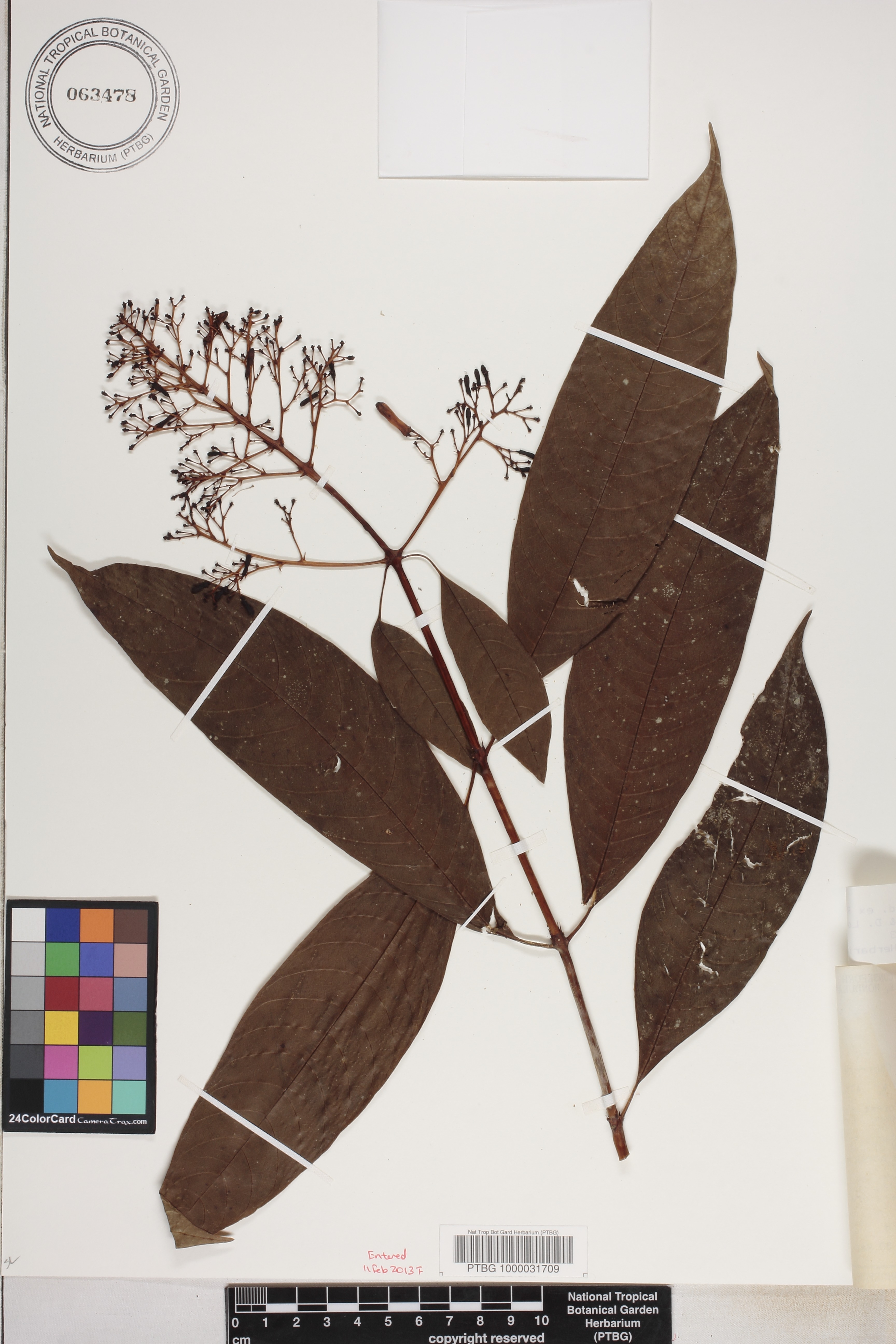 Palicourea padifolia image