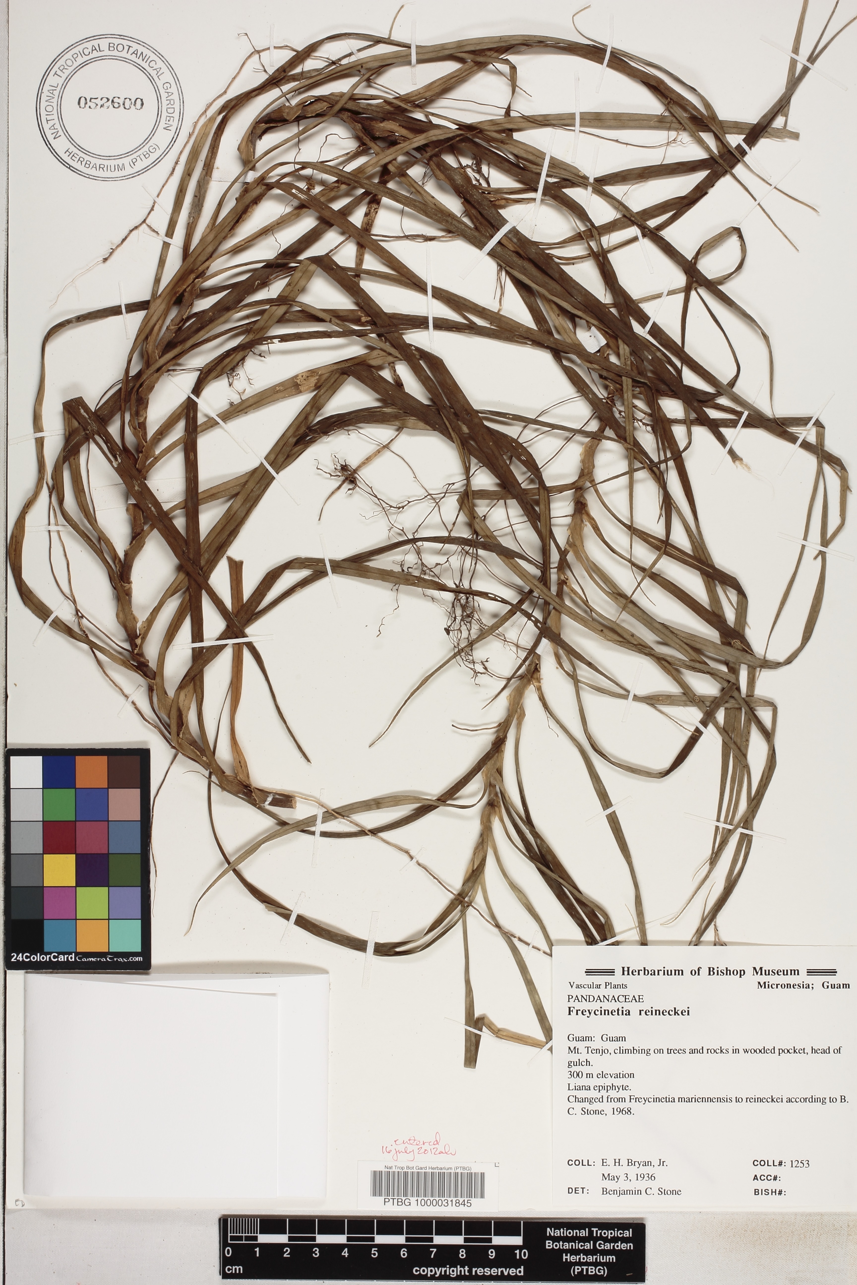 Freycinetia marginata image