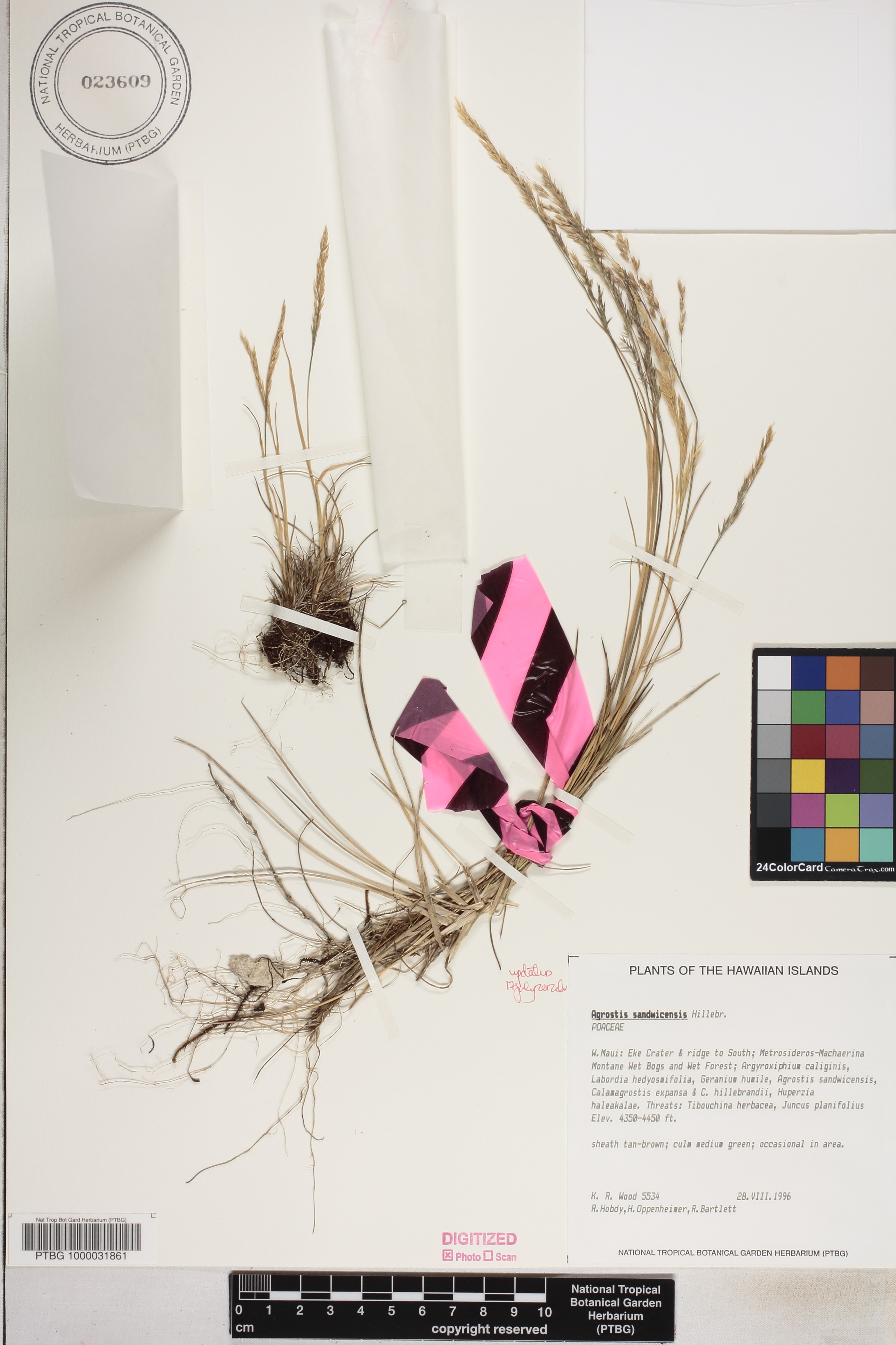 Agrostis sandwicensis image