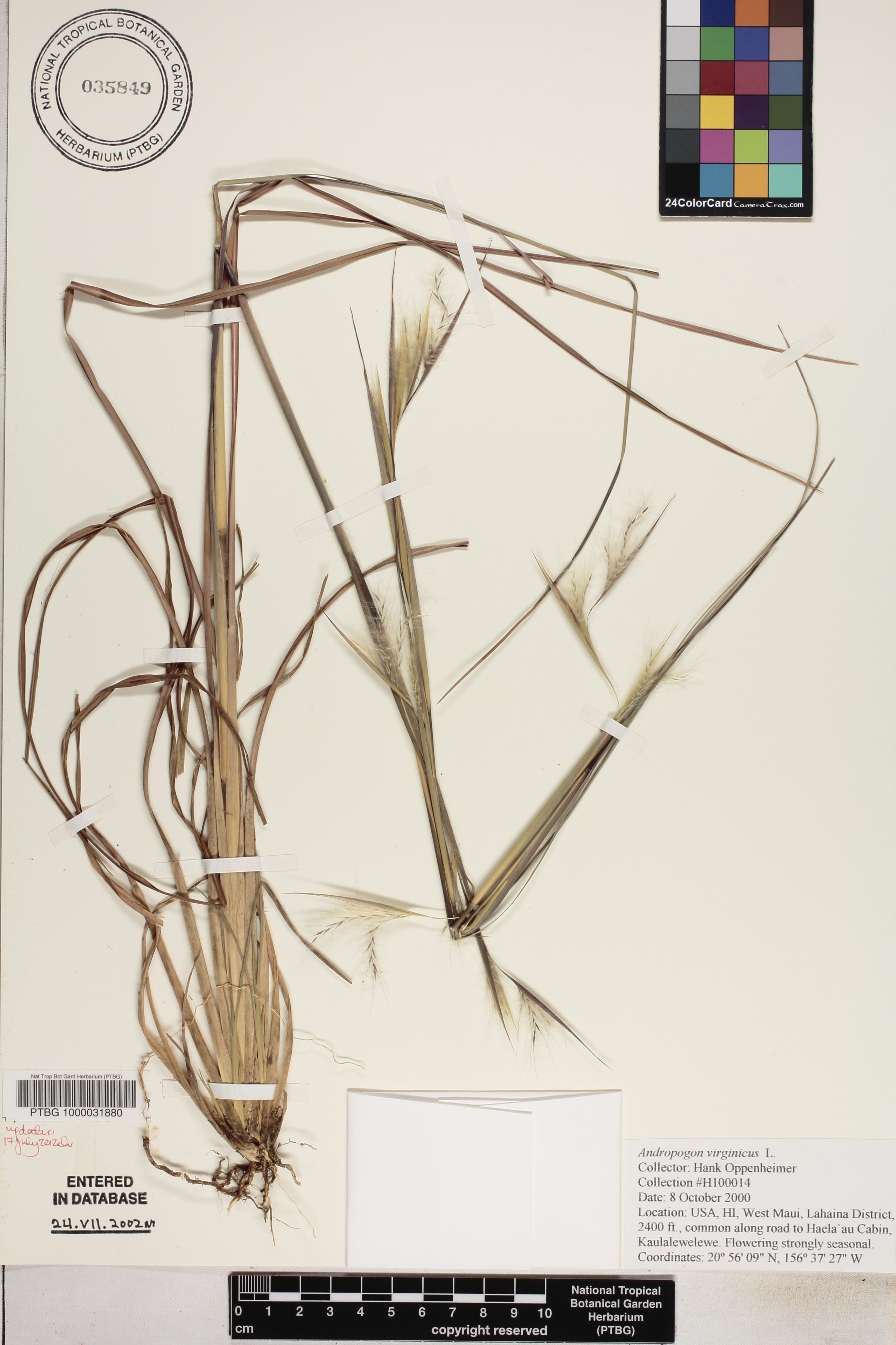 Andropogon virginicus image