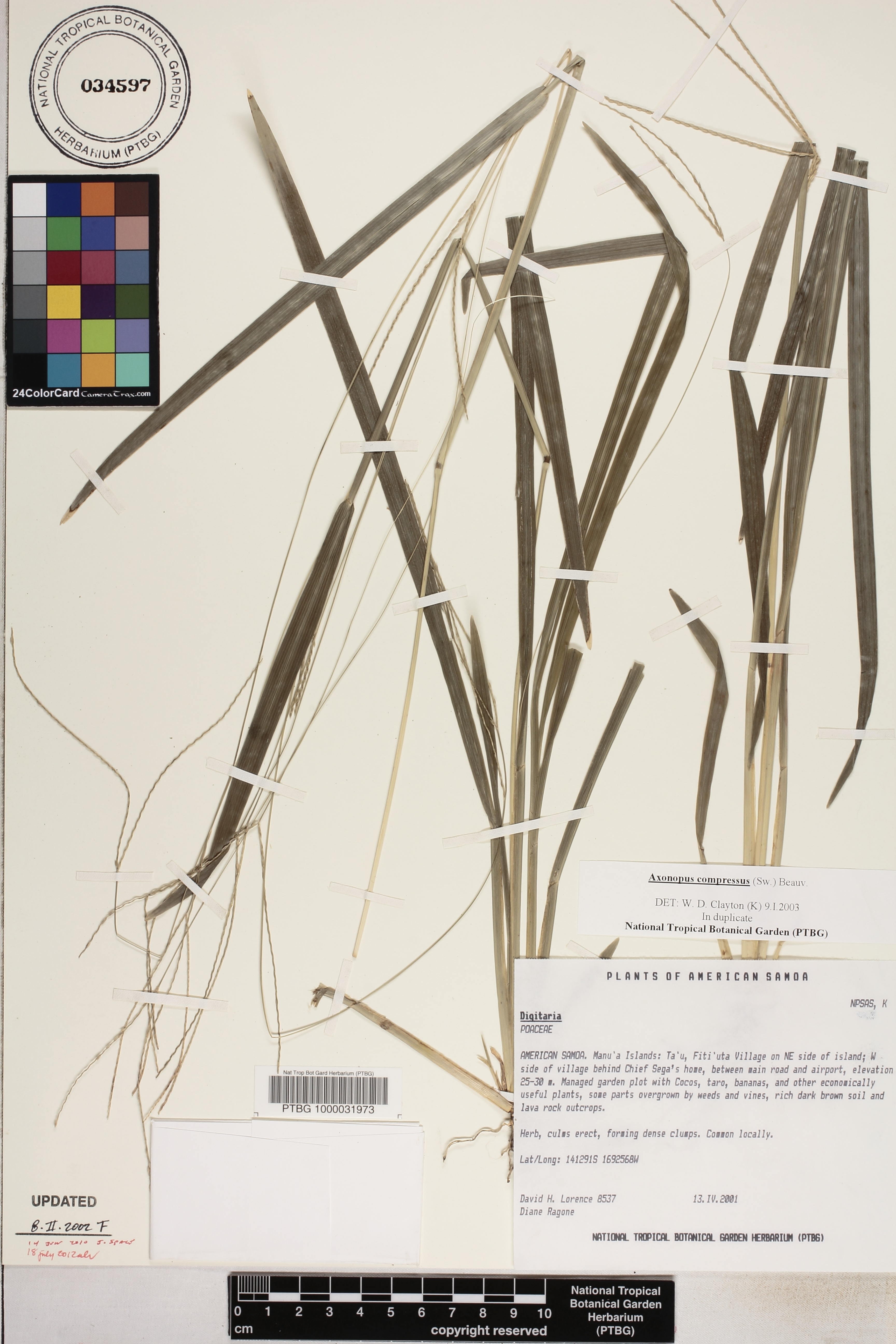Axonopus compressus image