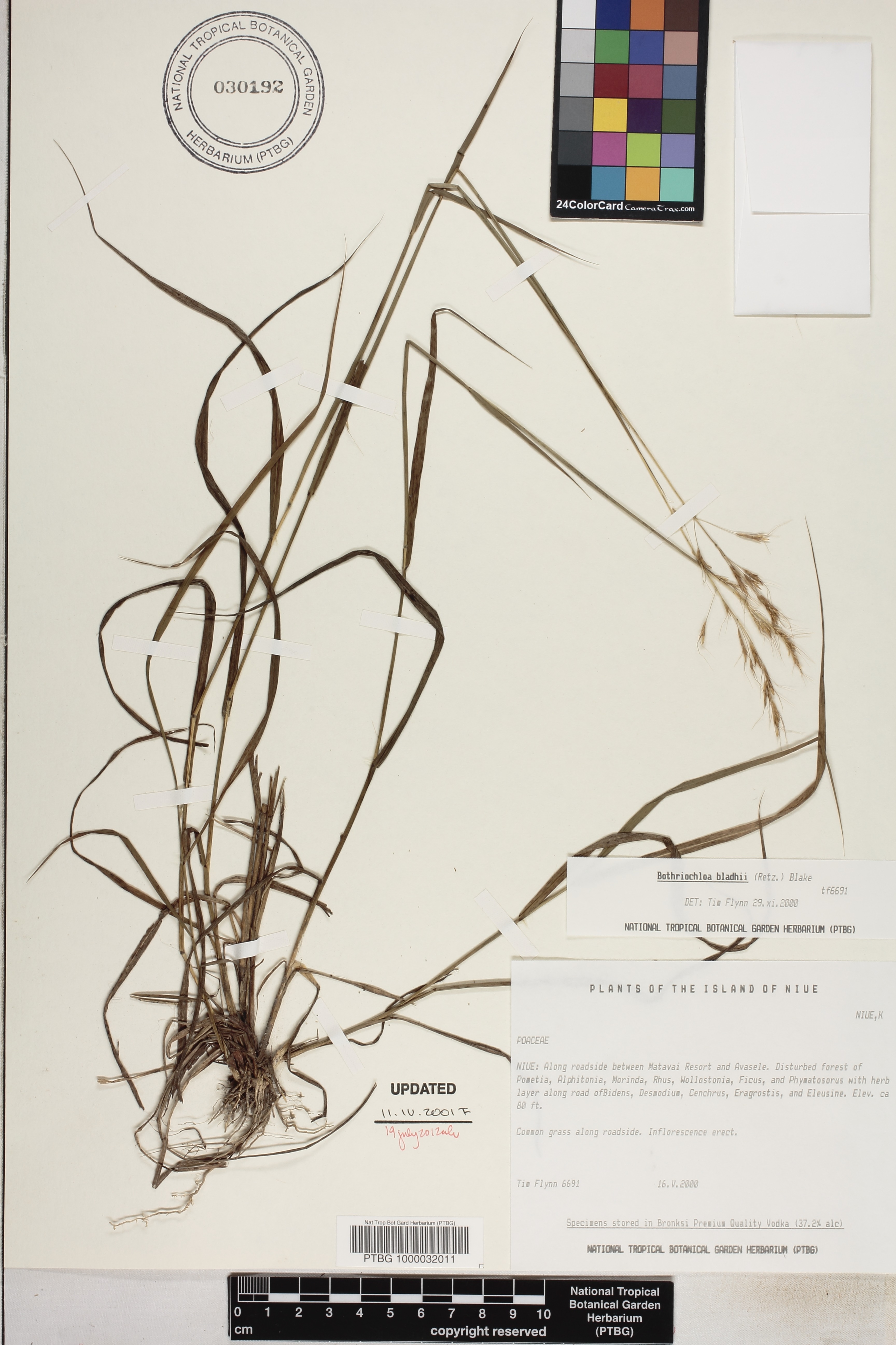 Bothriochloa bladhii image