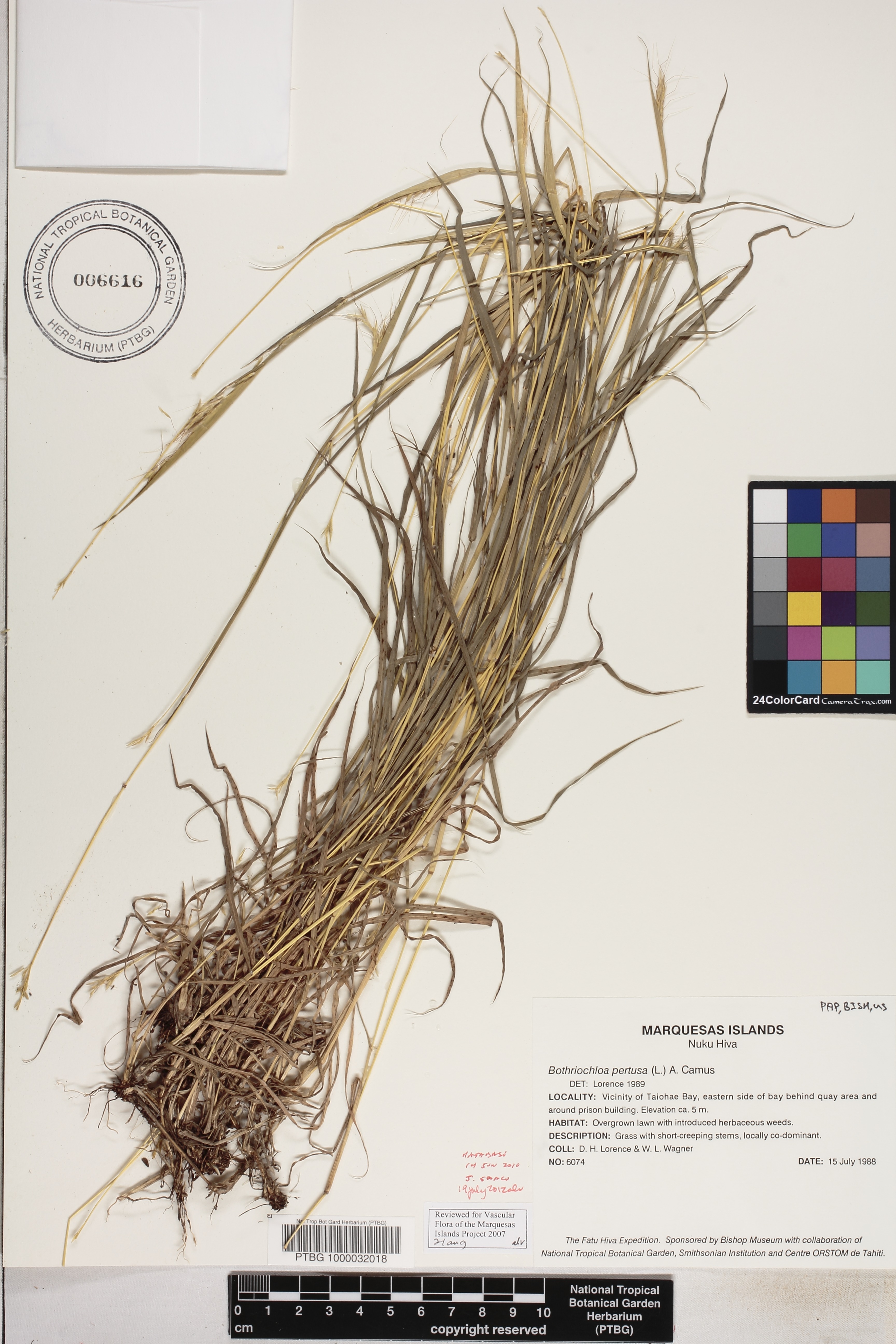 Bothriochloa image