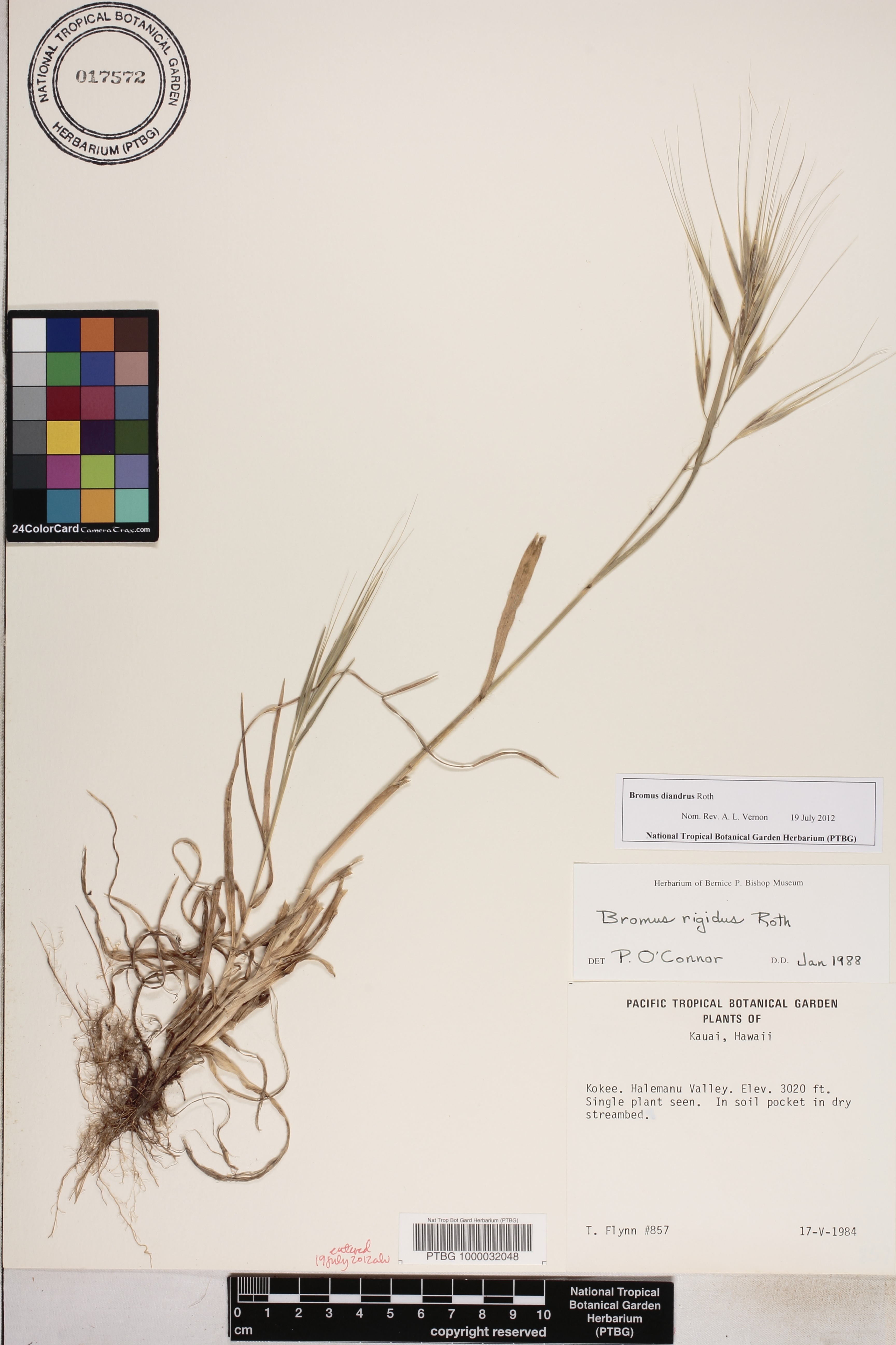 Bromus diandrus image