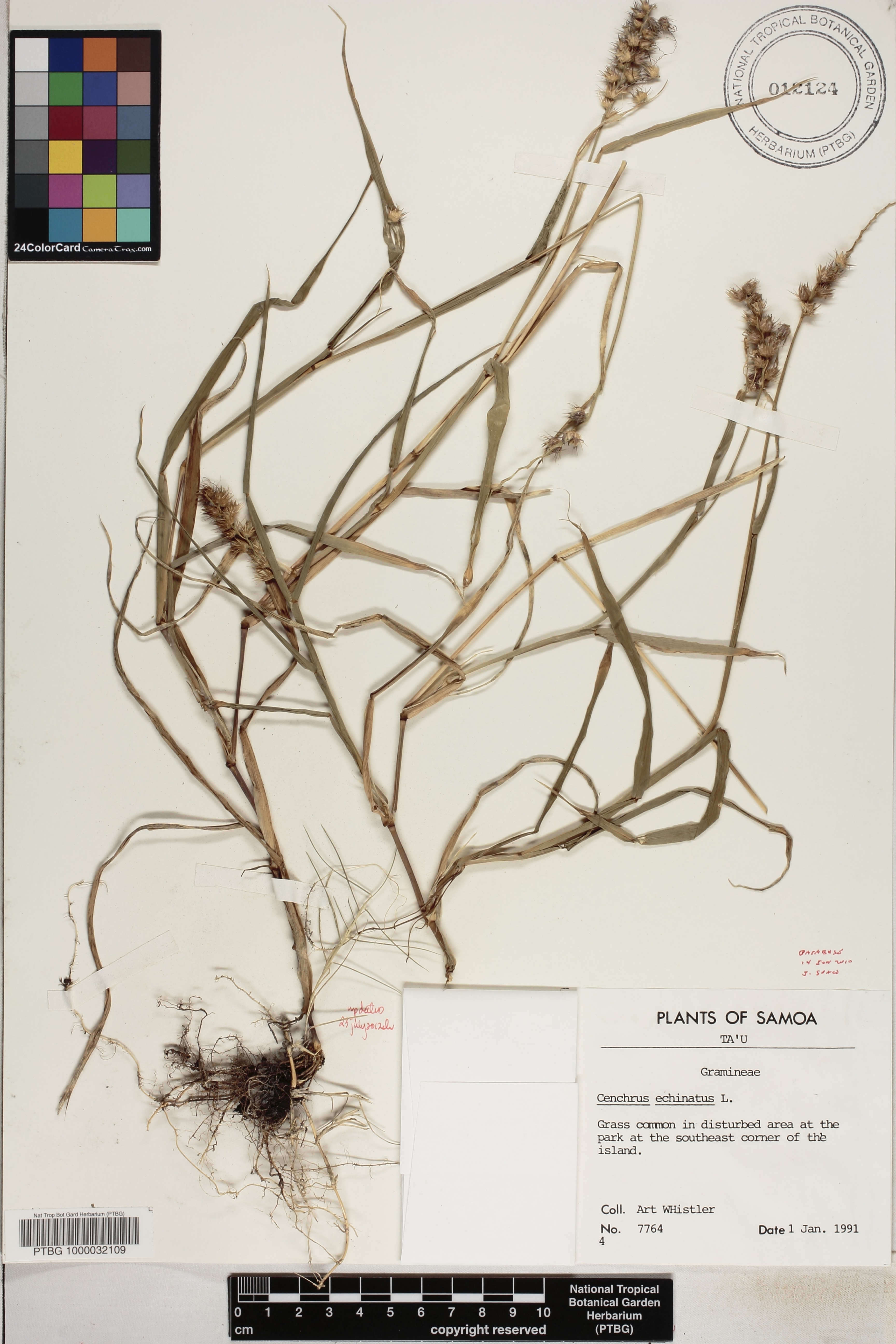 Cenchrus echinatus image