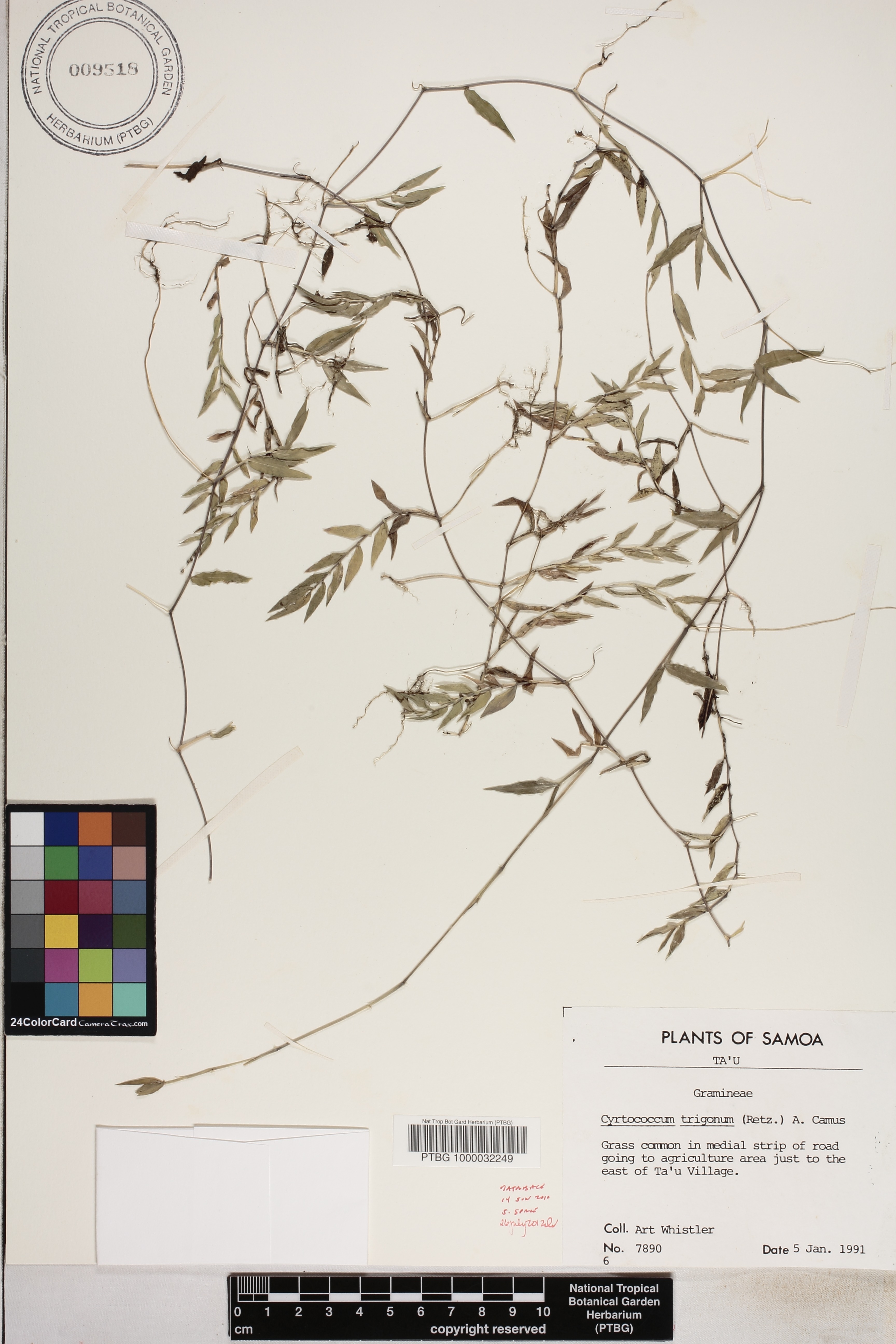 Cyrtococcum trigonum image