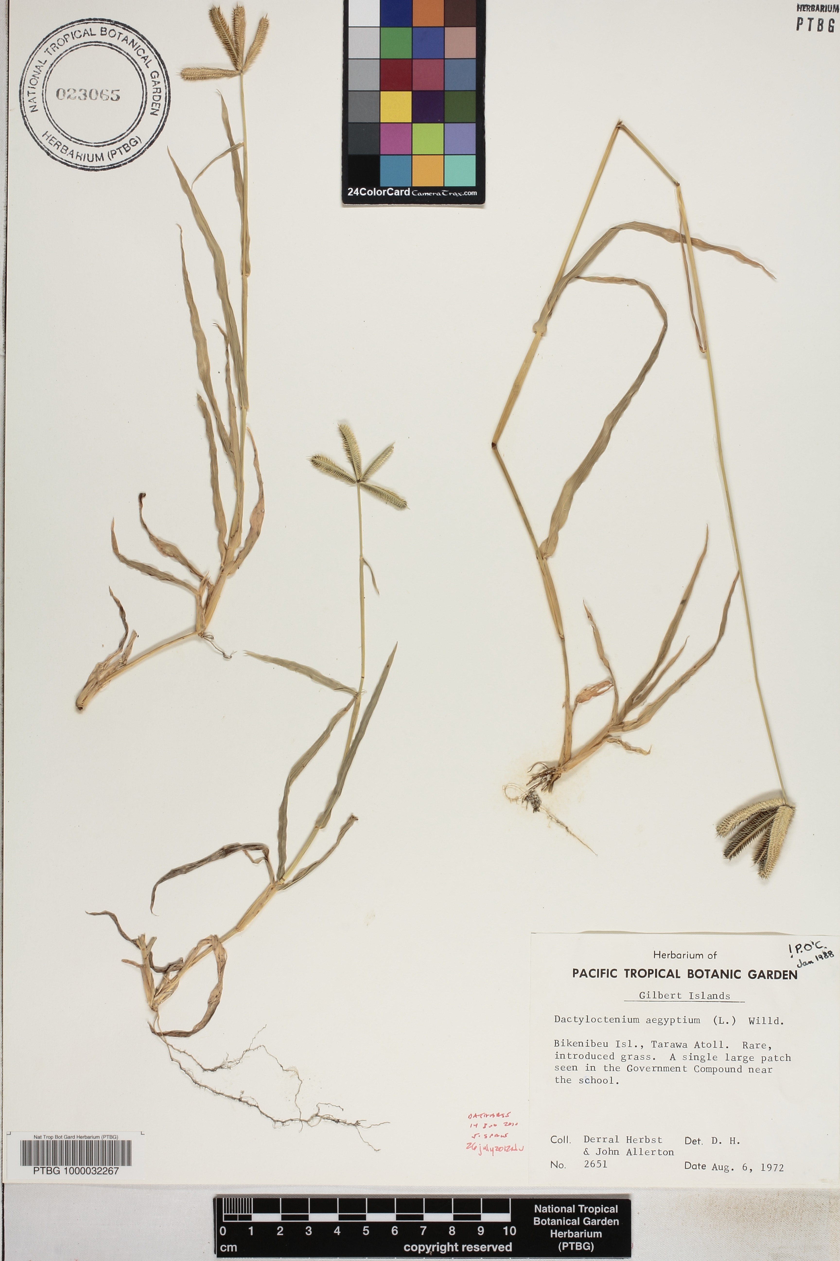 Dactyloctenium aegyptium image