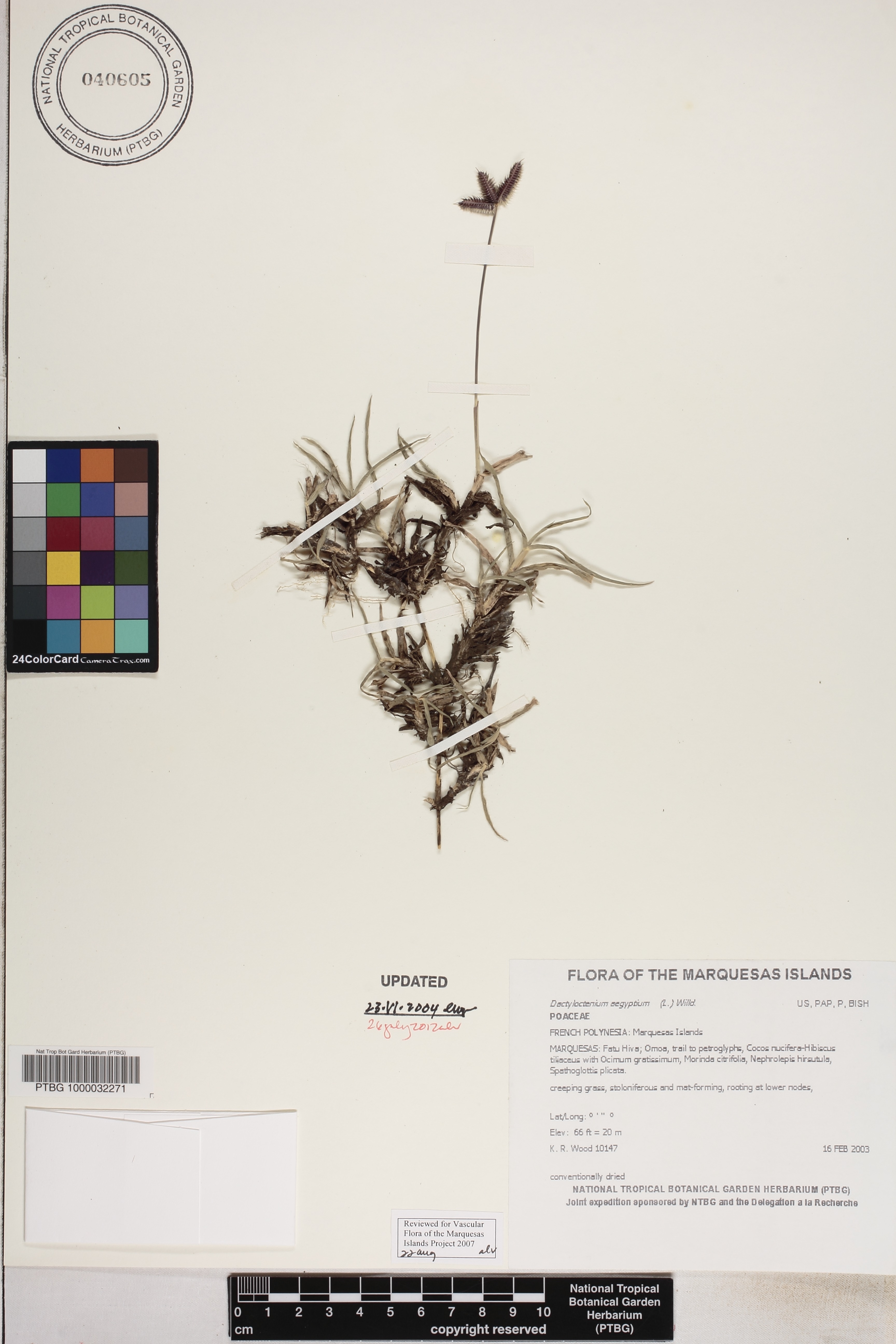 Dactyloctenium image