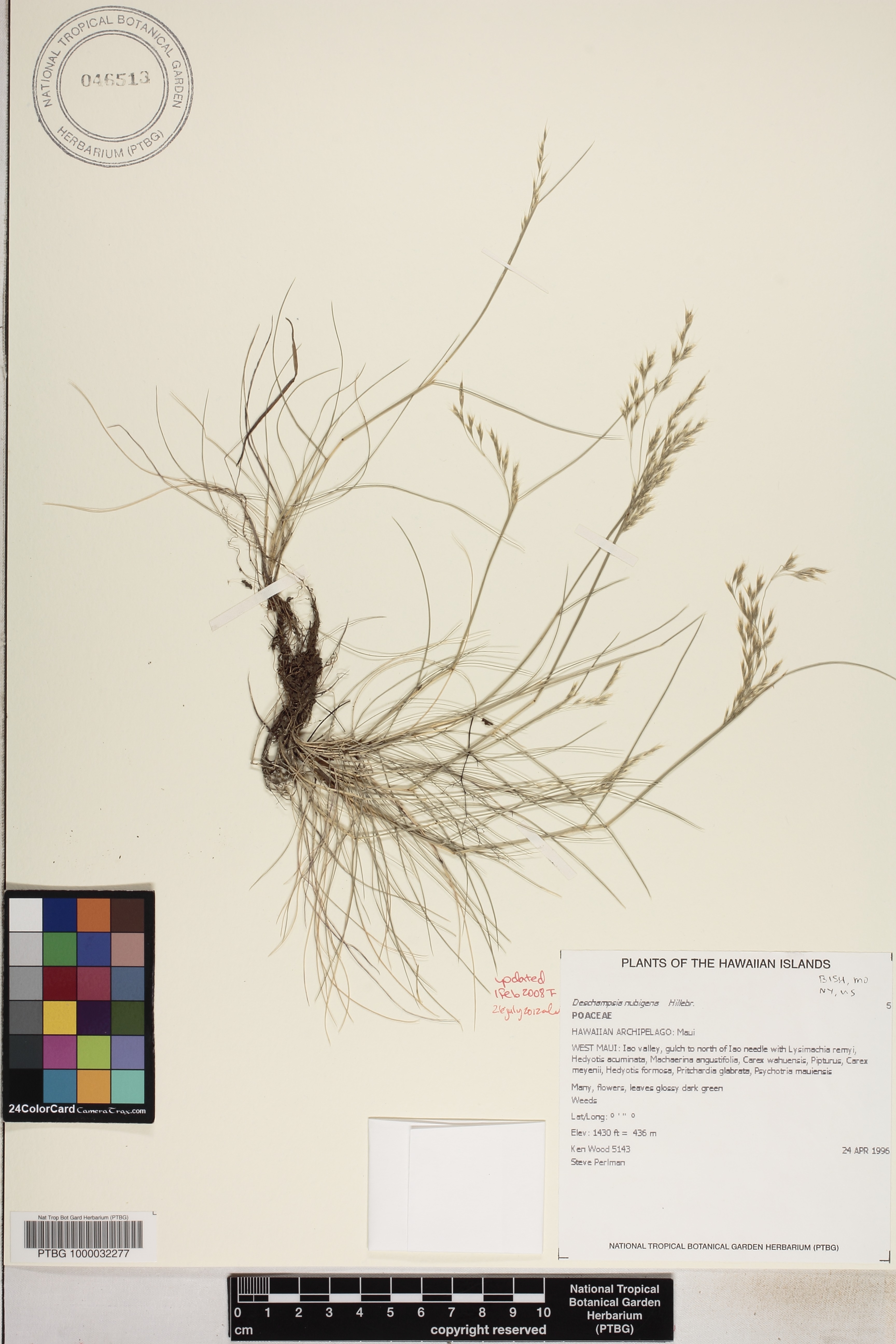 Deschampsia nubigena image