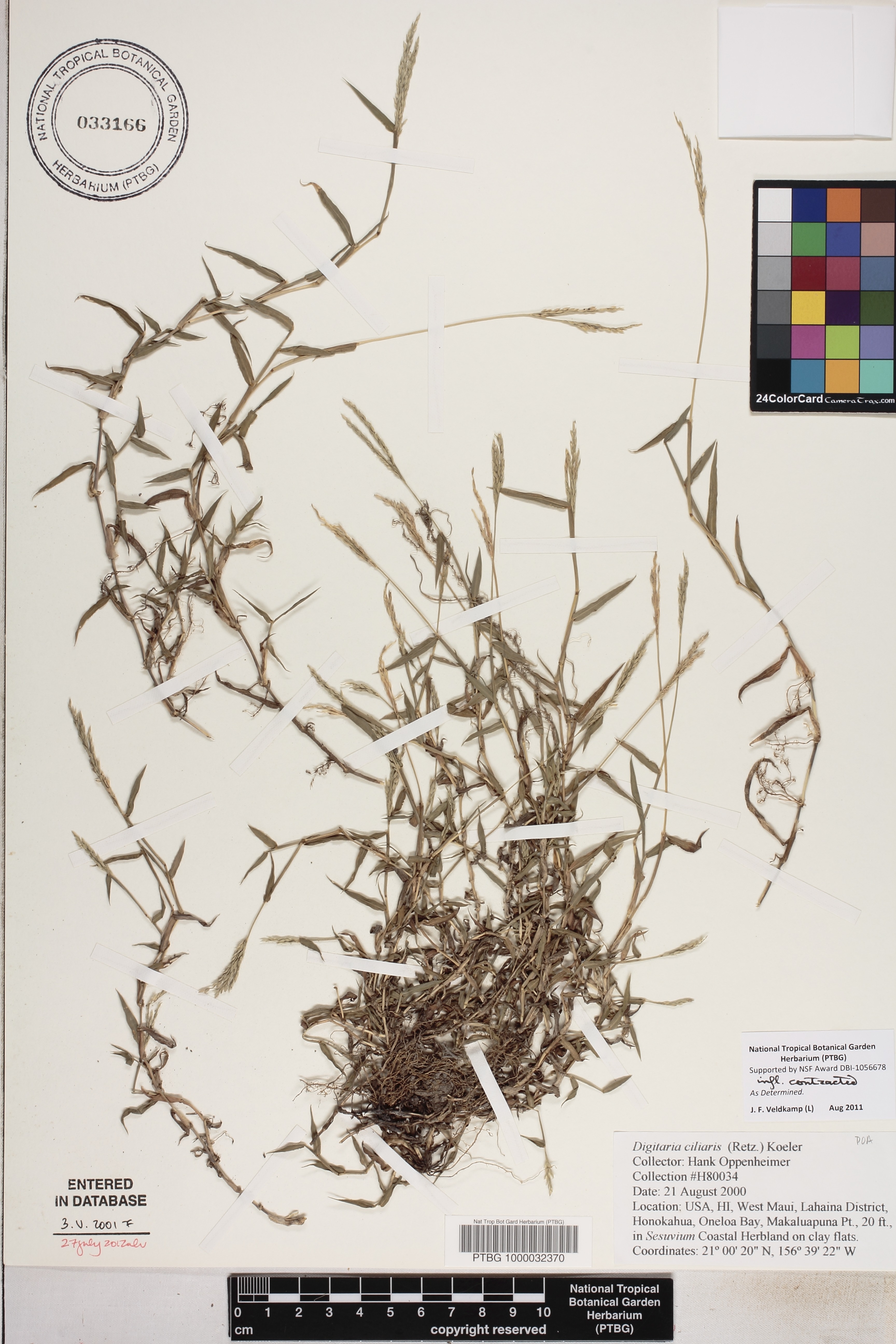 Digitaria ciliaris image