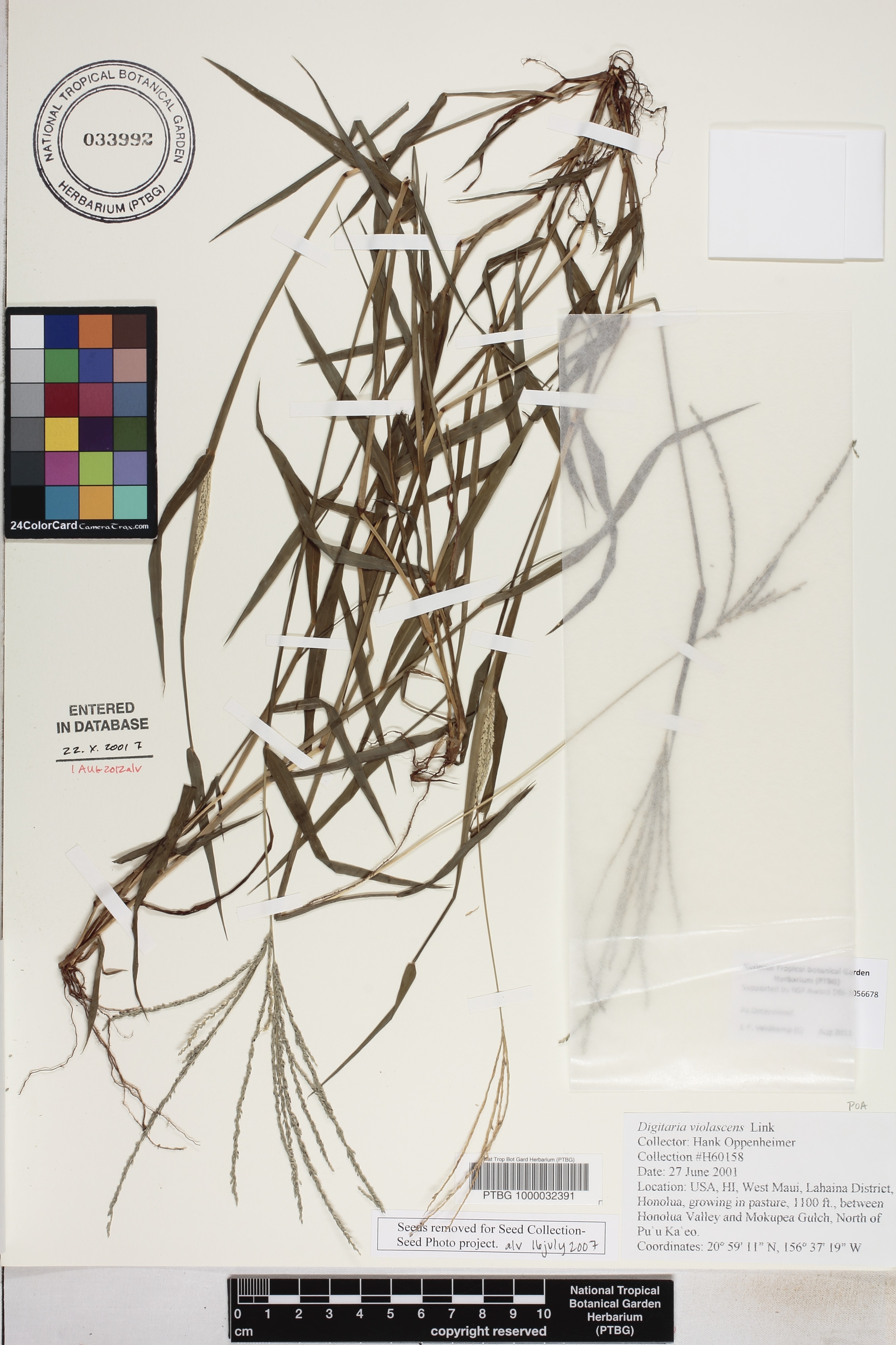 Digitaria violascens image