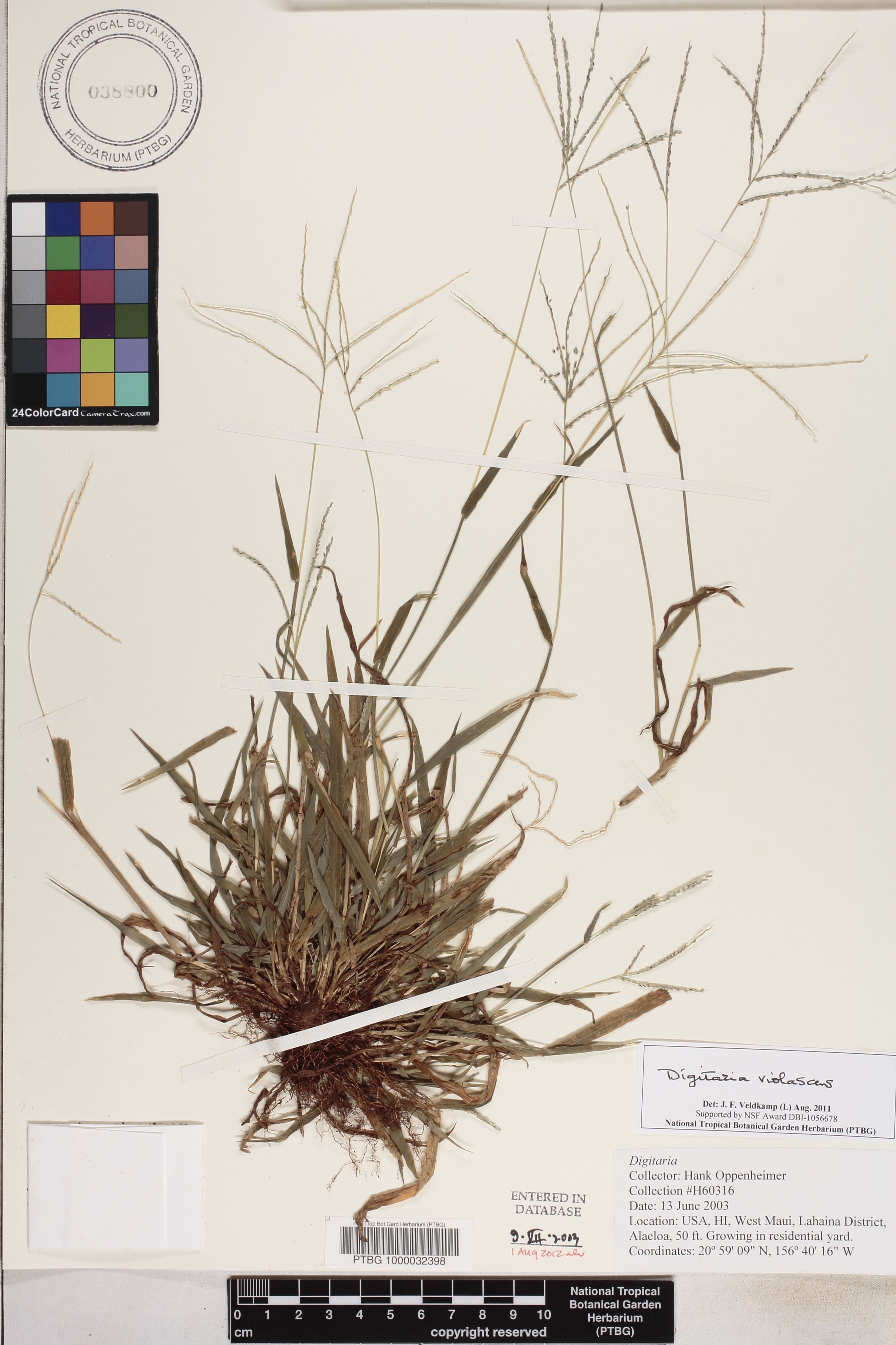 Digitaria violascens image