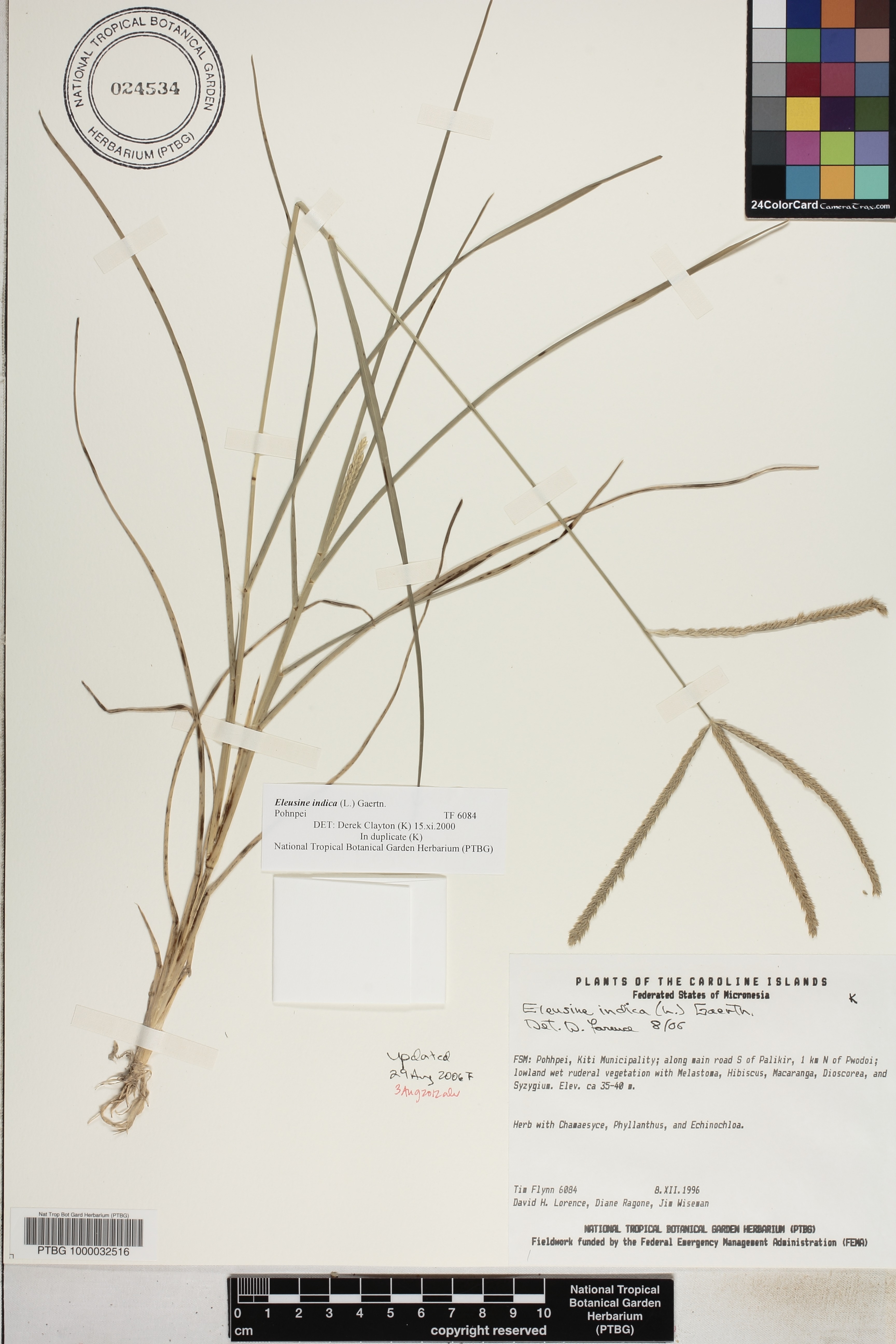 Eleusine indica image