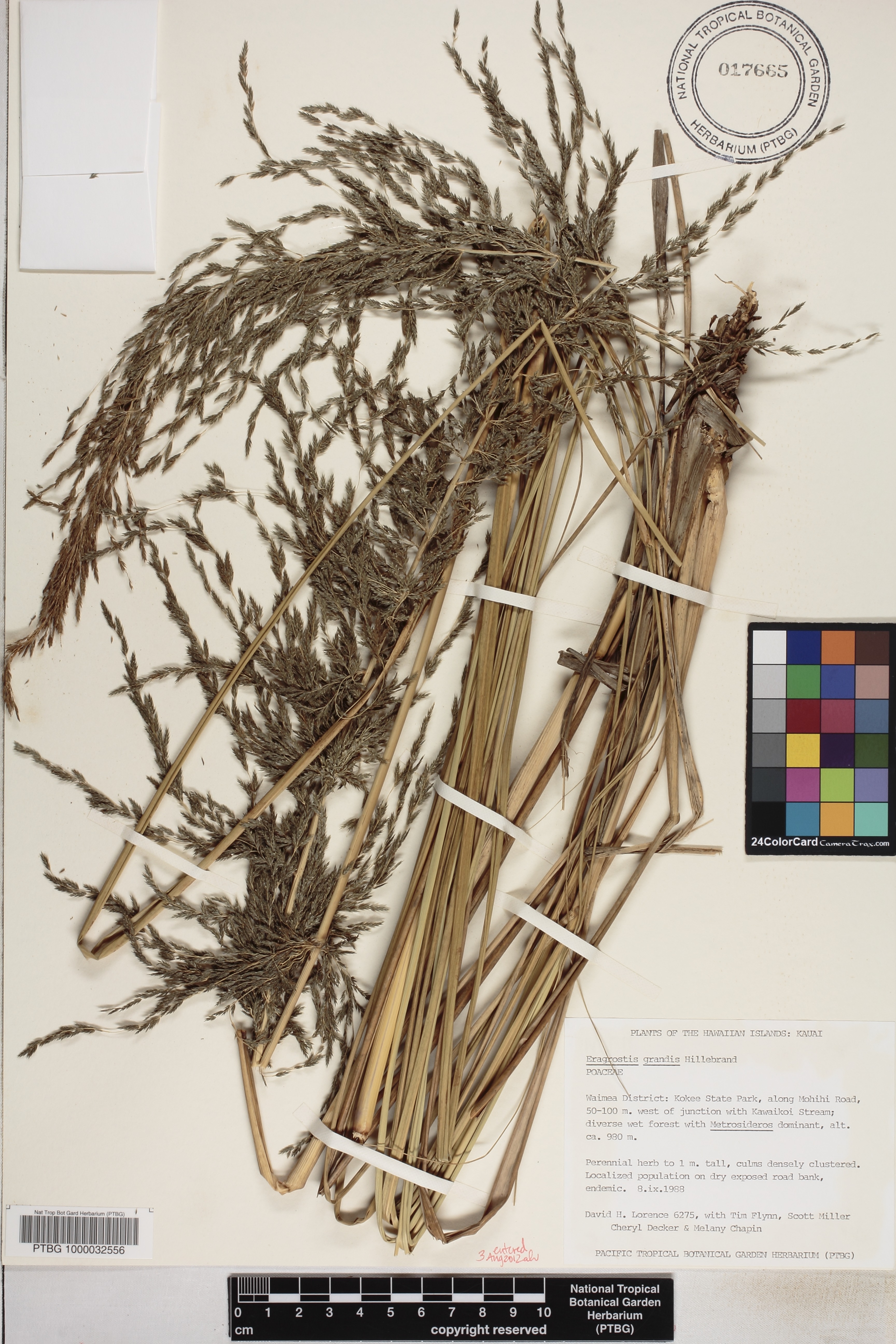 Eragrostis grandis image