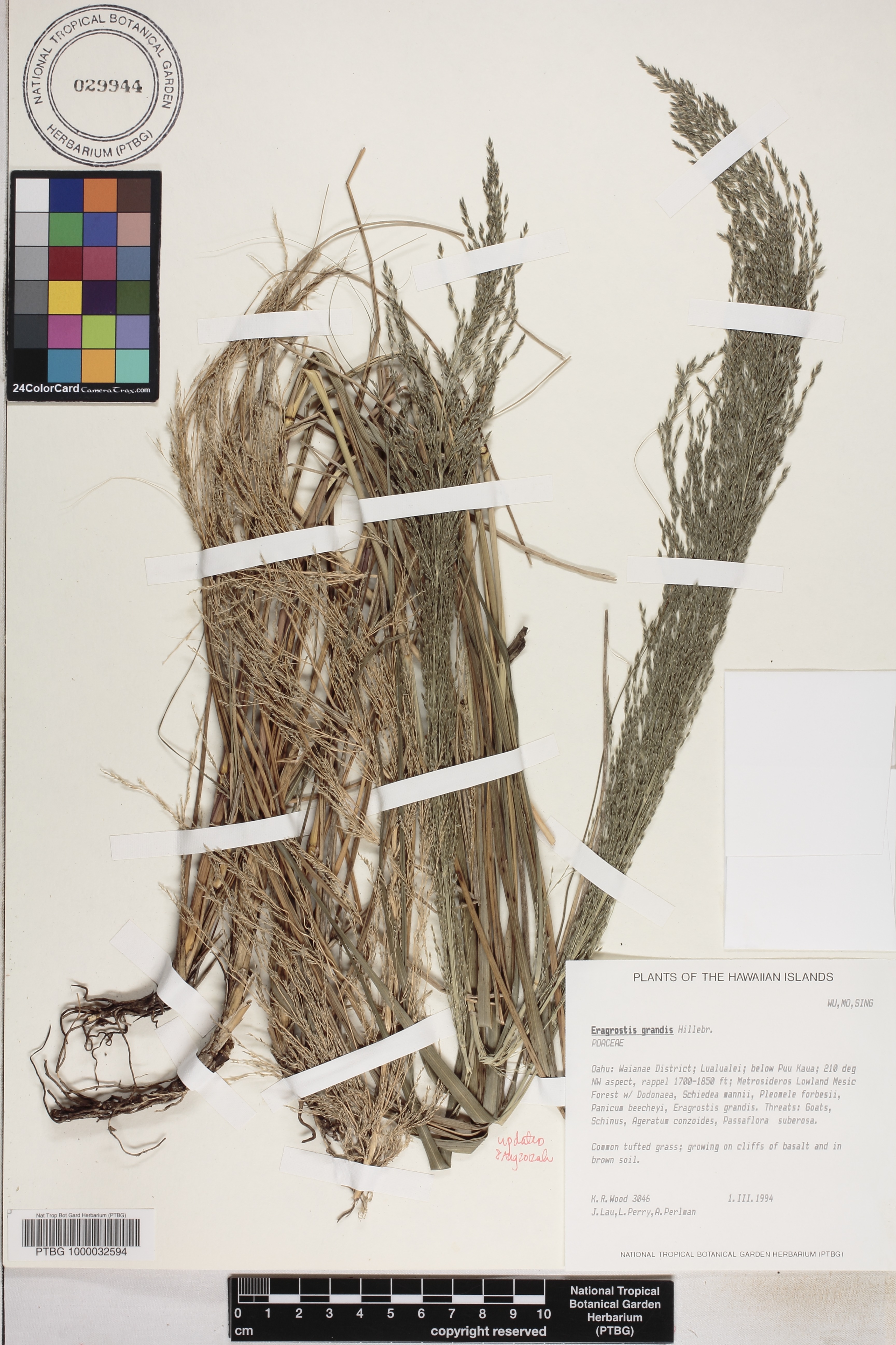 Eragrostis image