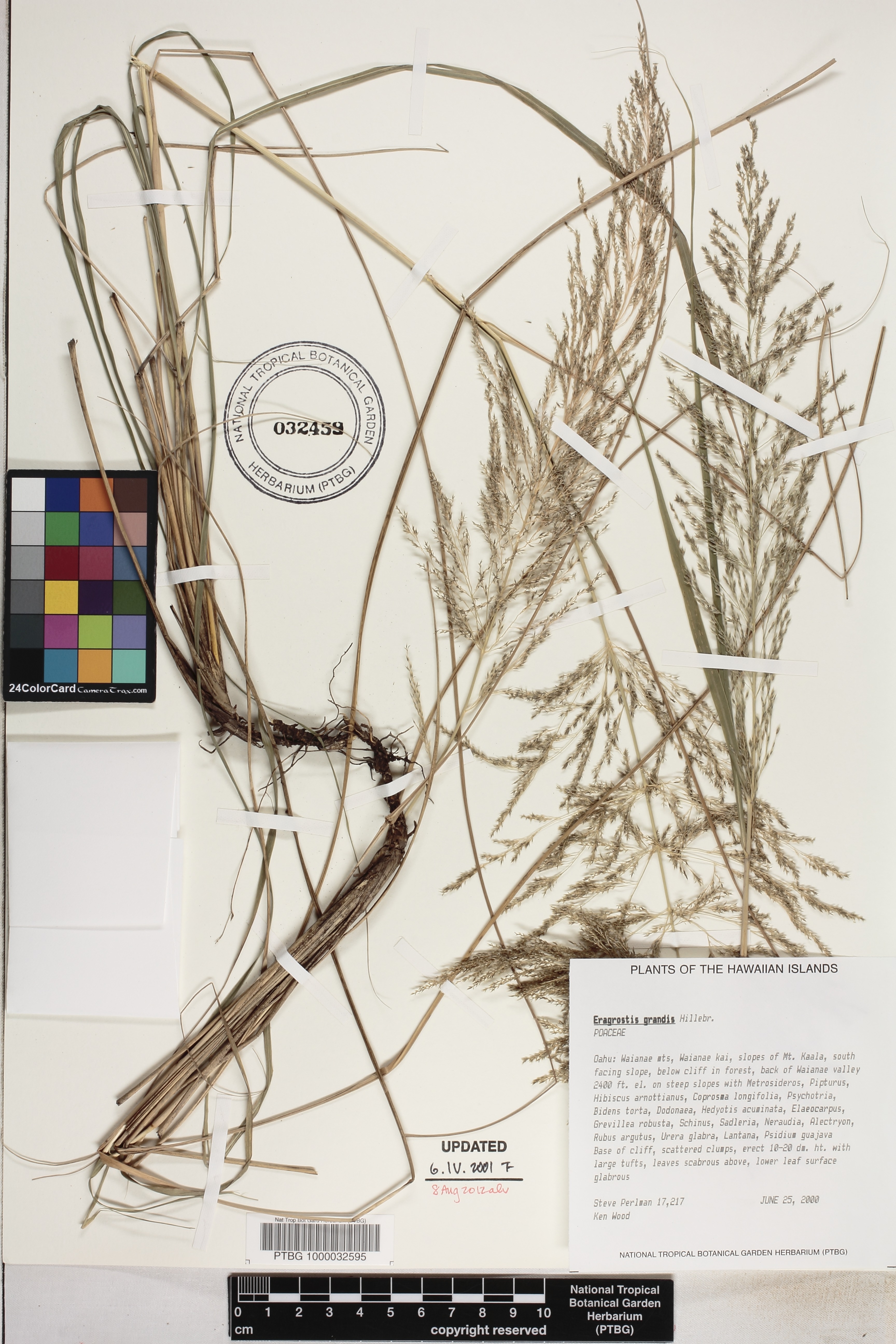 Eragrostis image