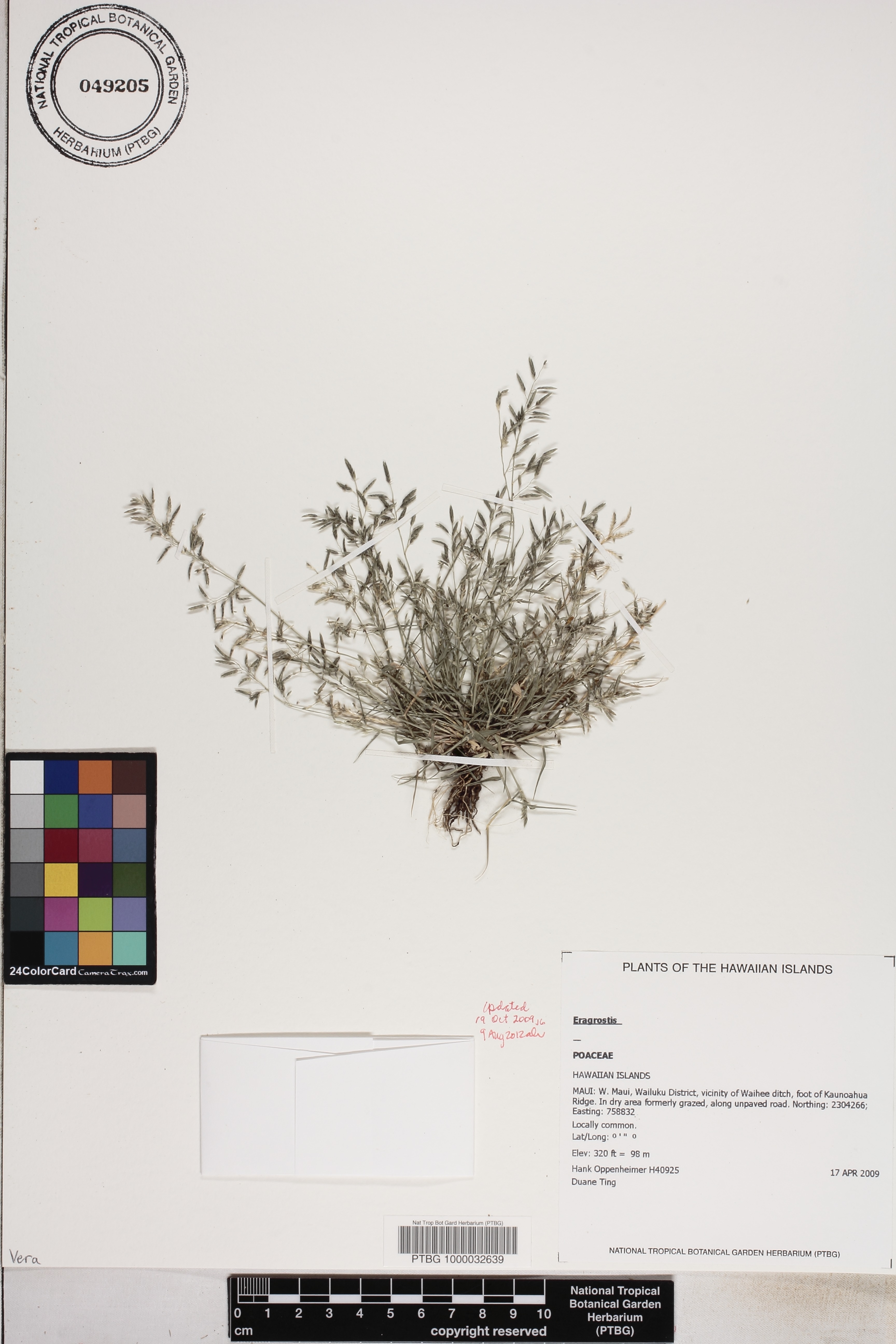 Eragrostis leptostachya image