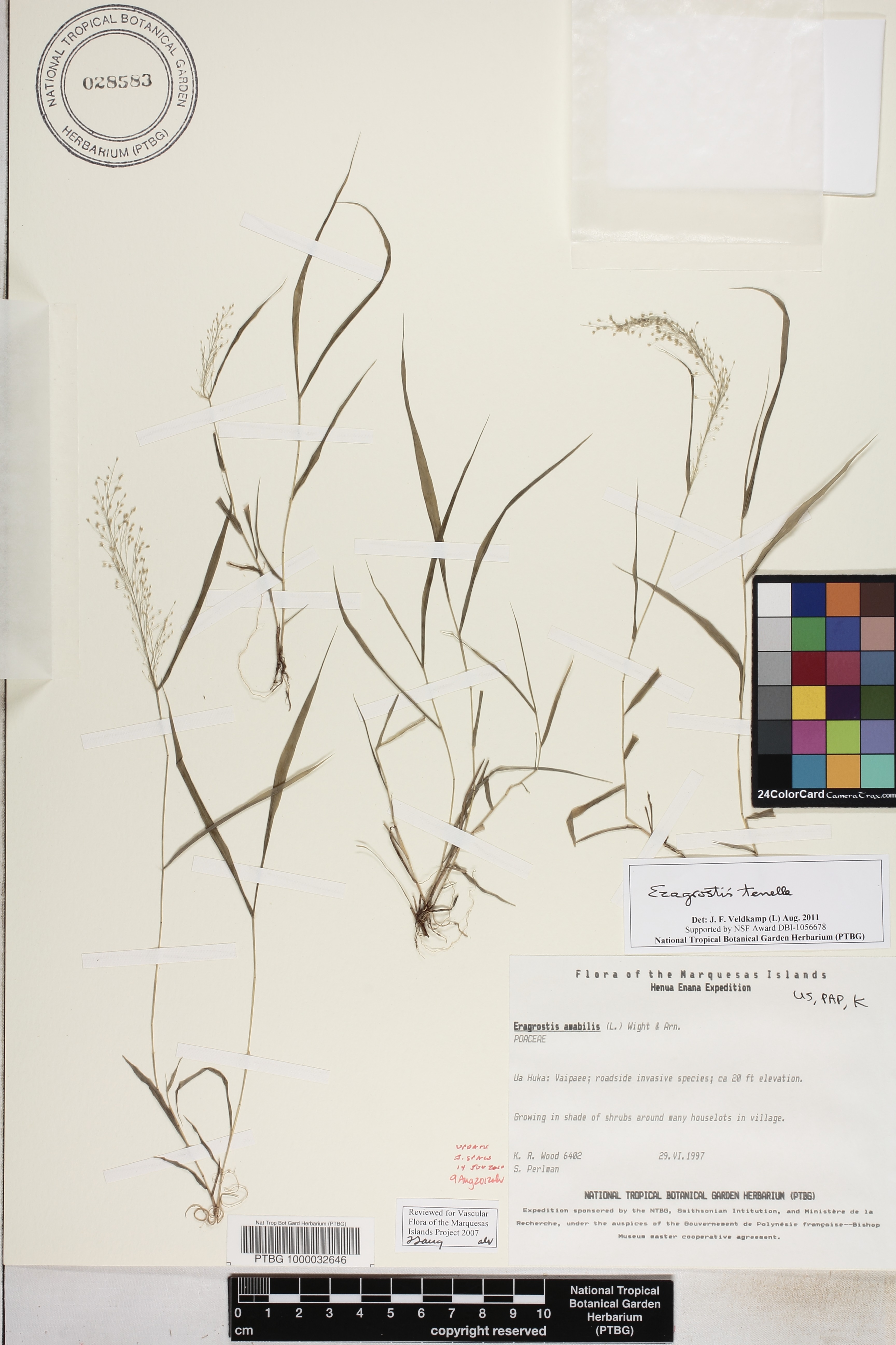 Eragrostis tenella image