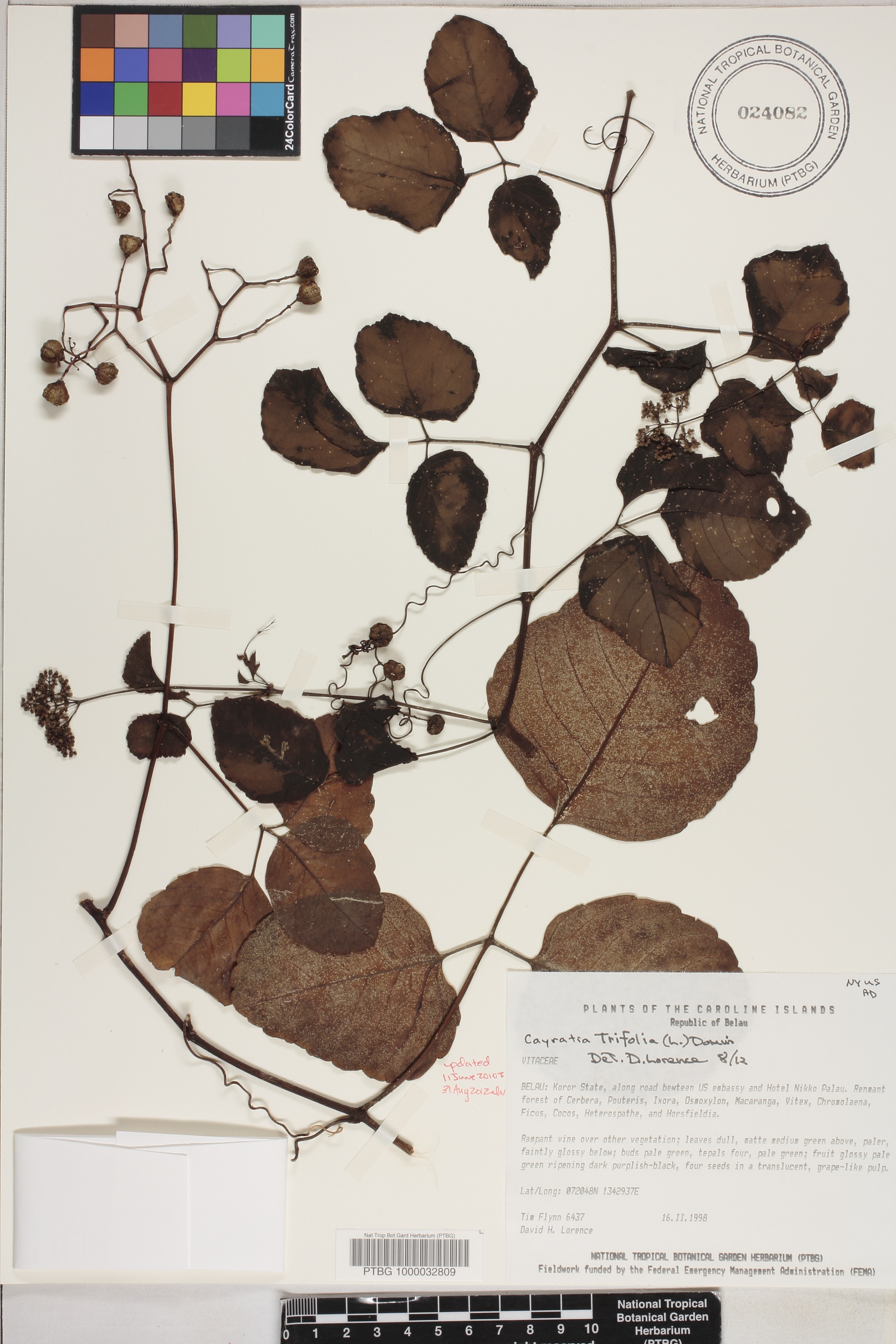 Cayratia image