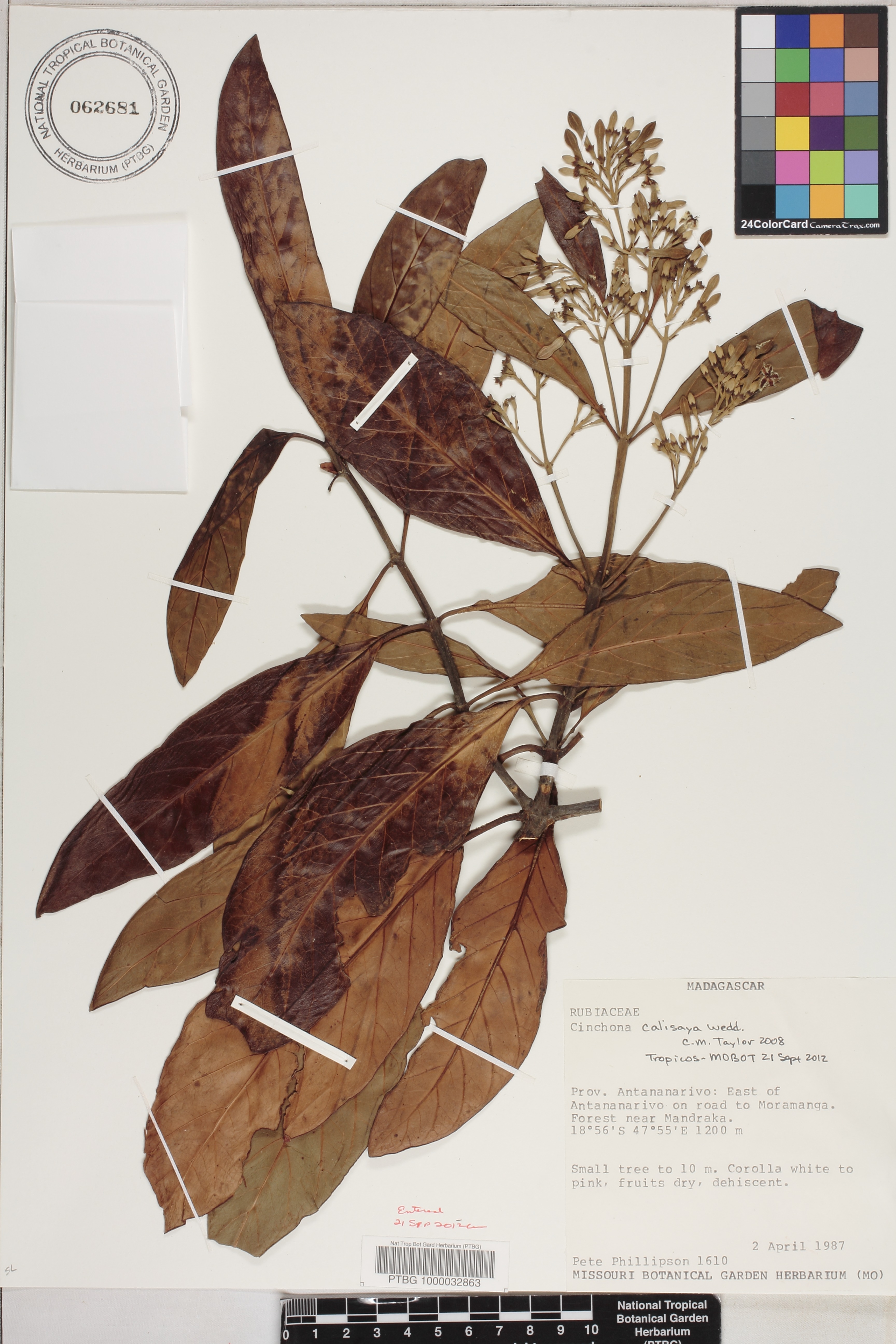 Cinchona calisaya image