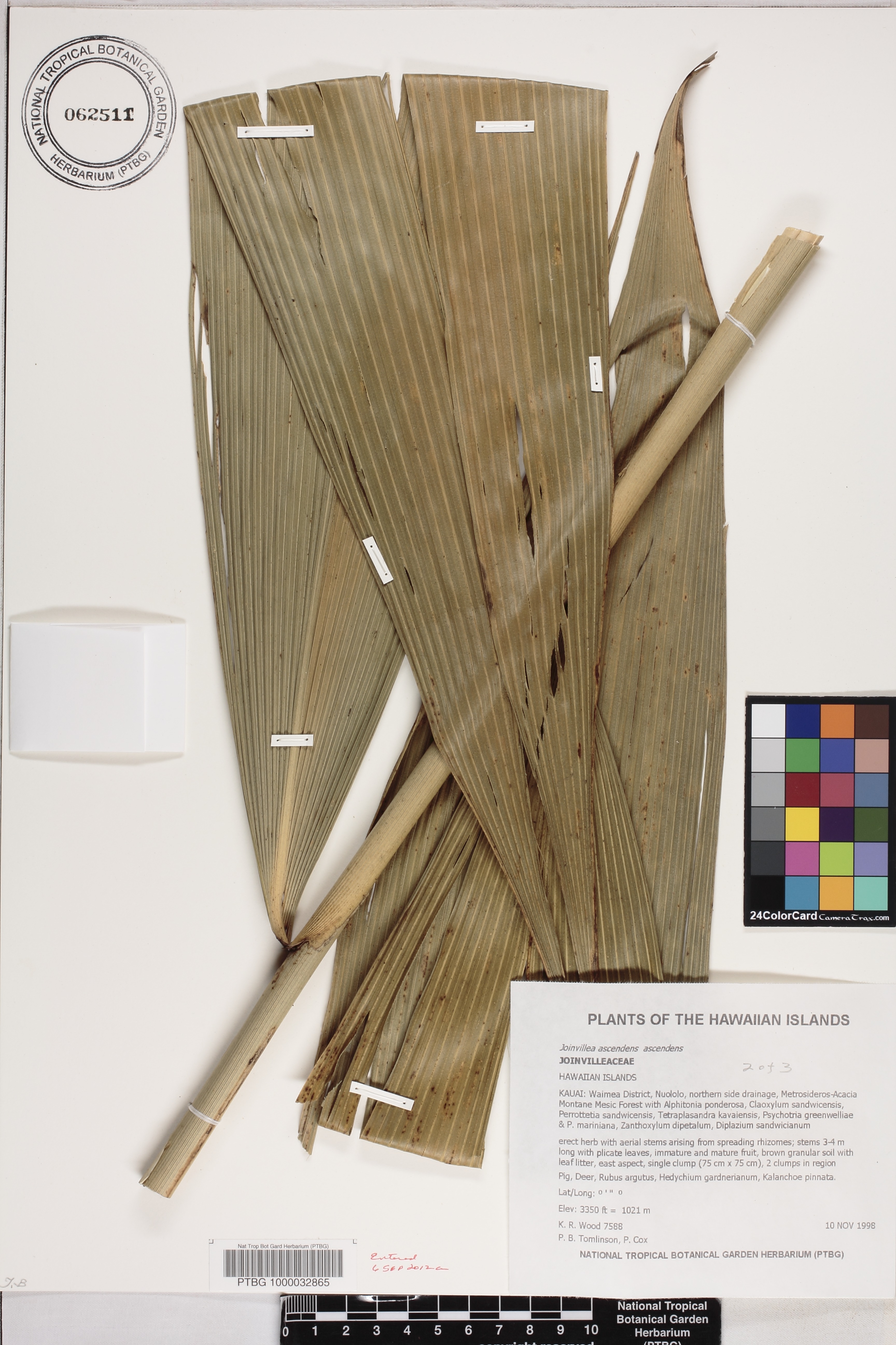 Joinvillea ascendens subsp. ascendens image
