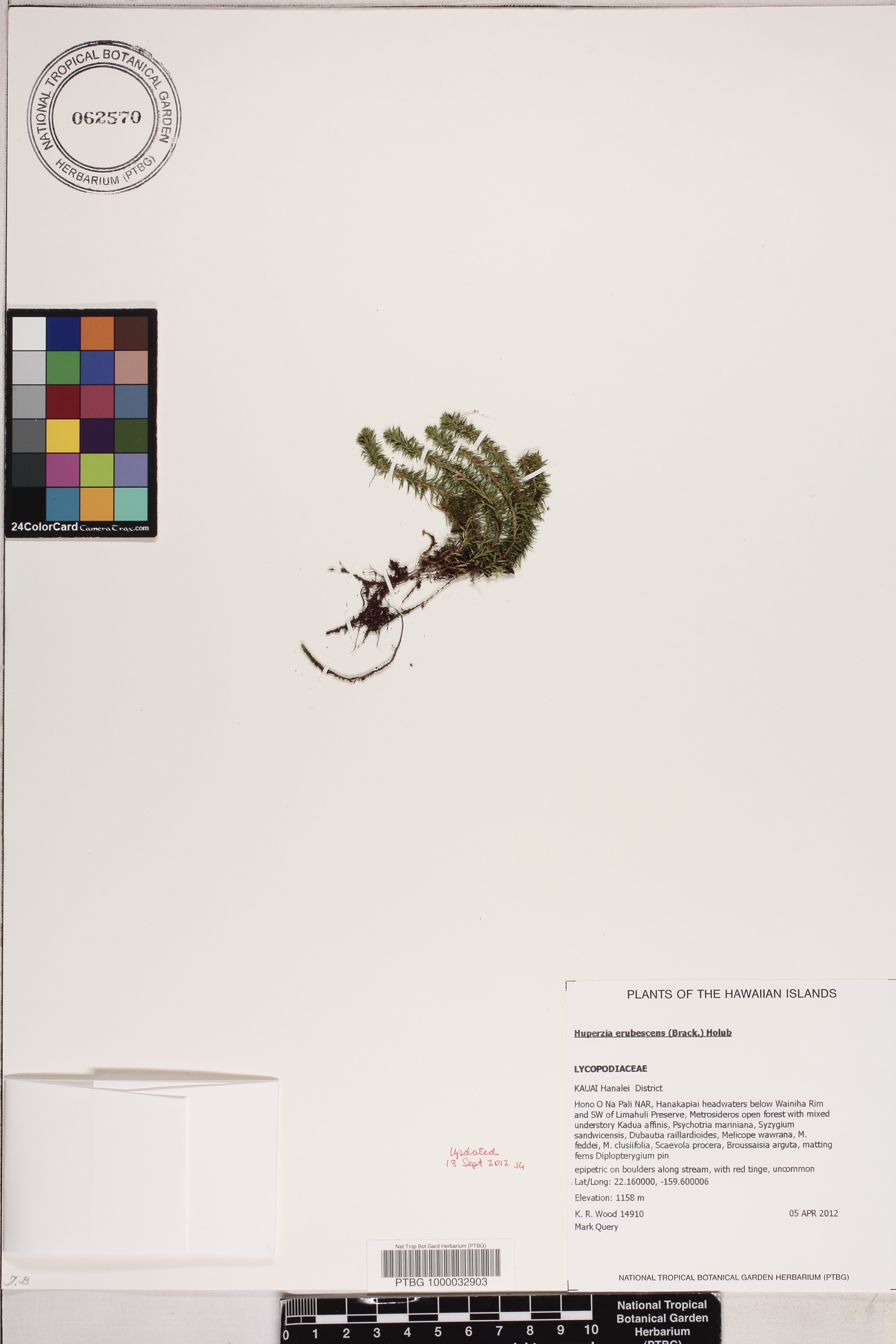 Lycopodiaceae image