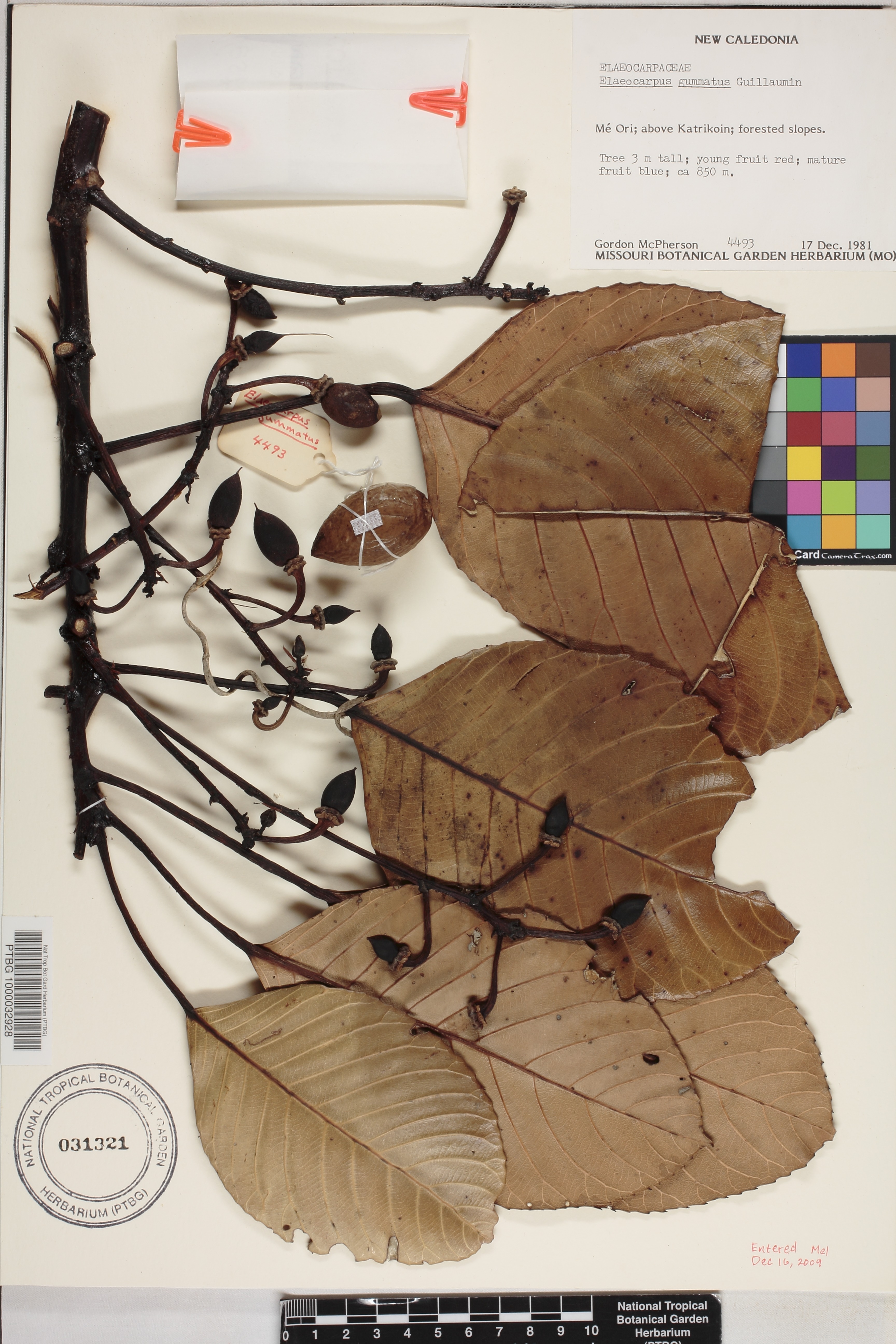 Elaeocarpus gummatus image