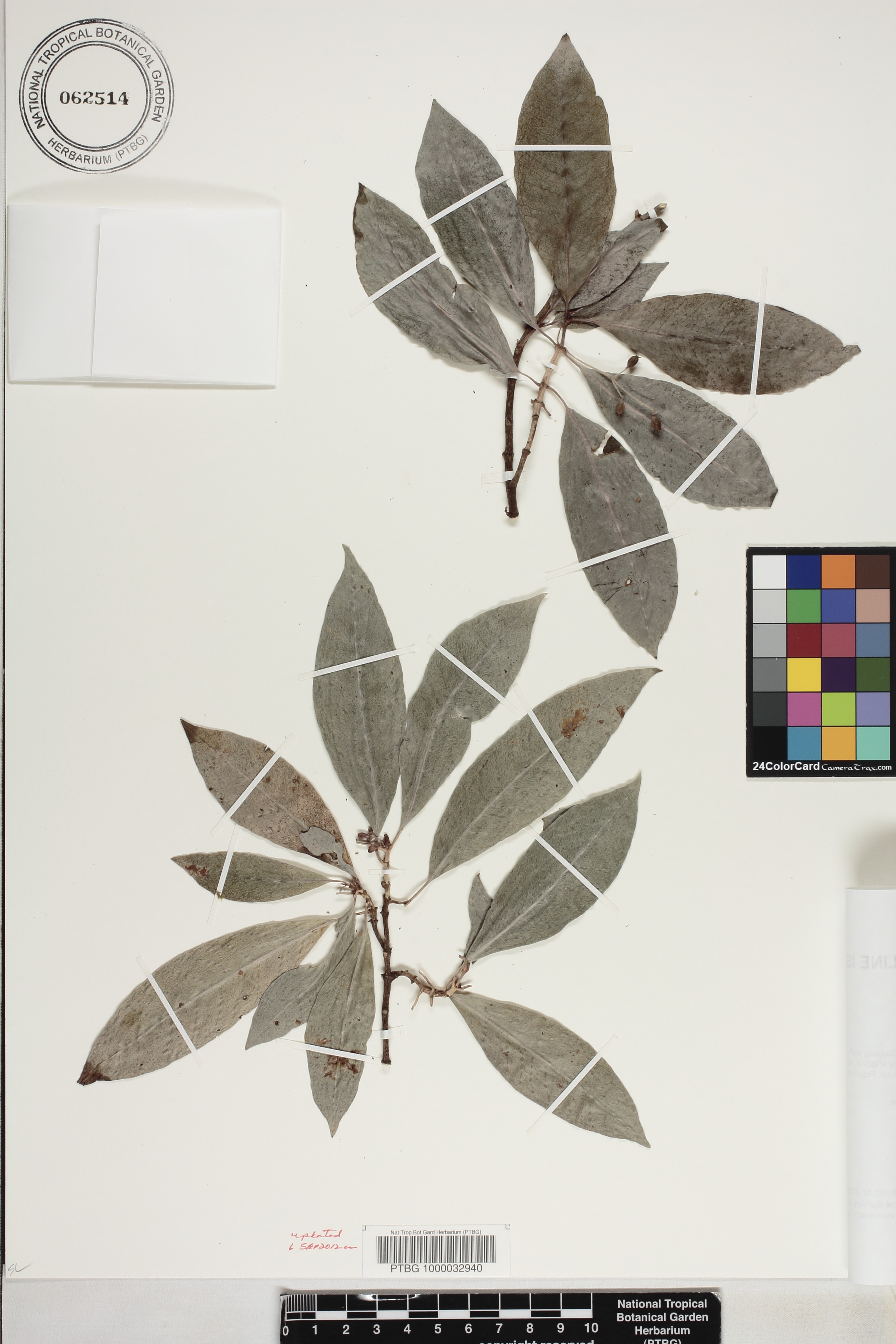 Psychotria hombroniana image