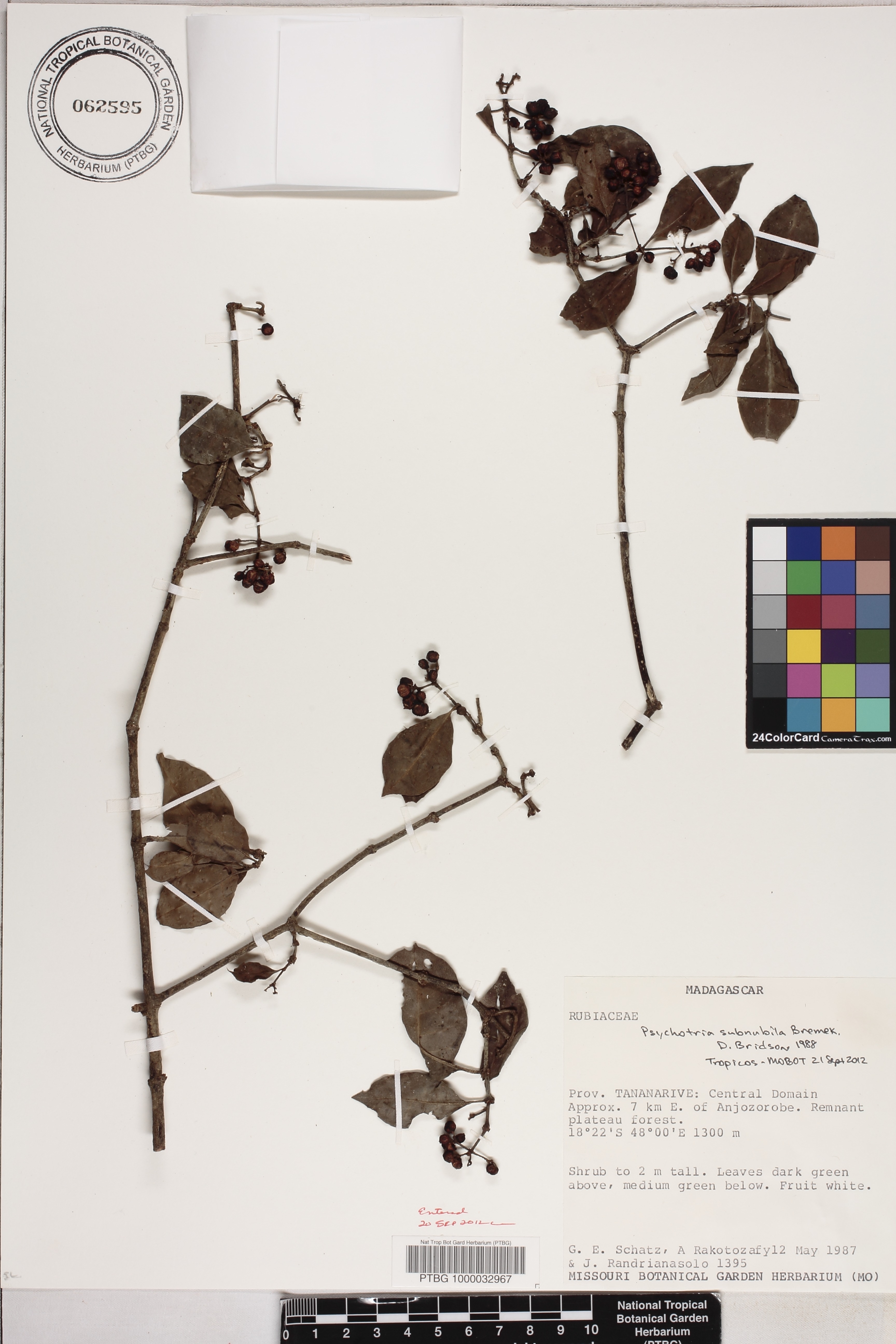 Psychotria subnubila image