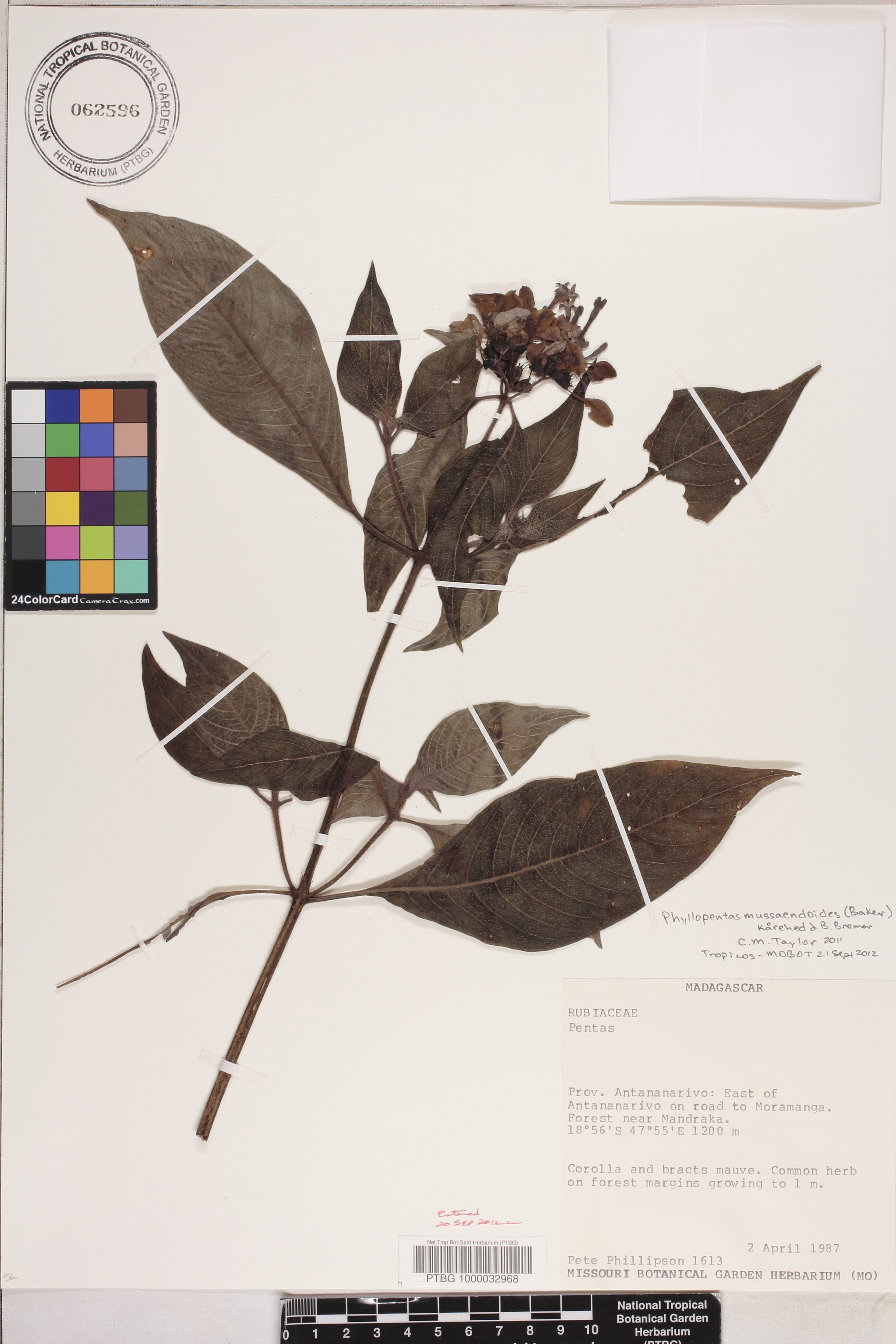 Phyllopentas mussaendoides image