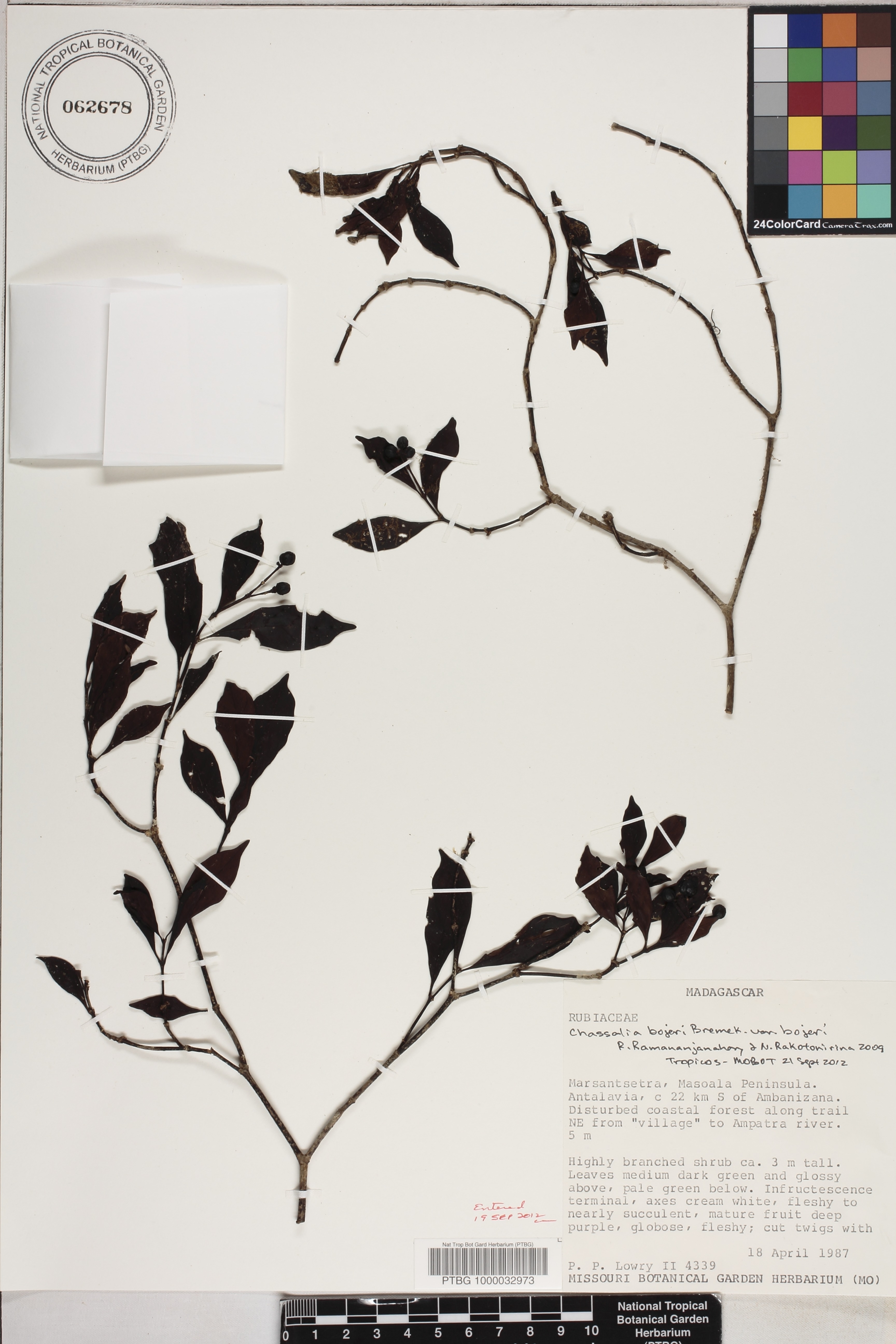 Chassalia bojeri var. bojeri image