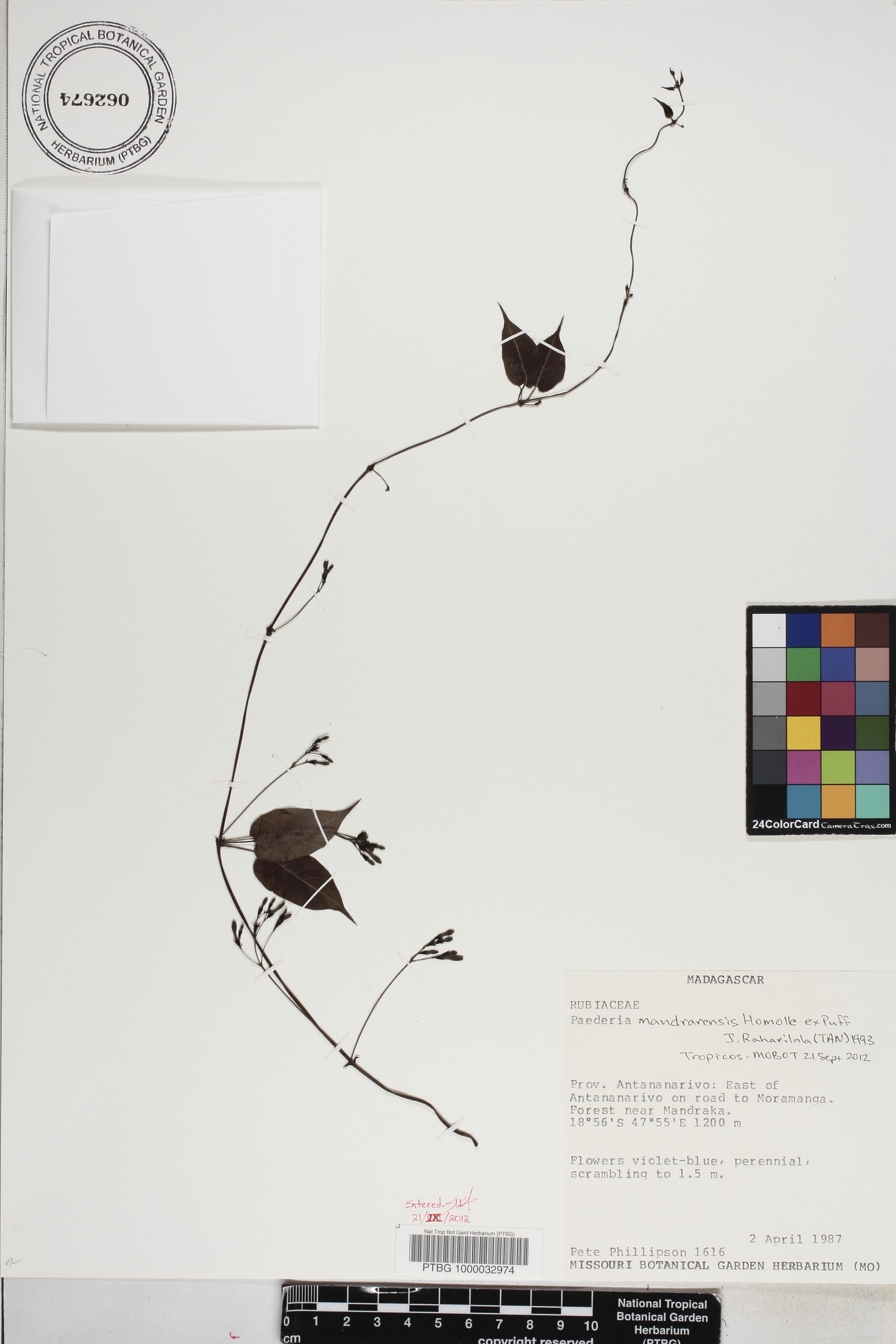Paederia mandrarensis image
