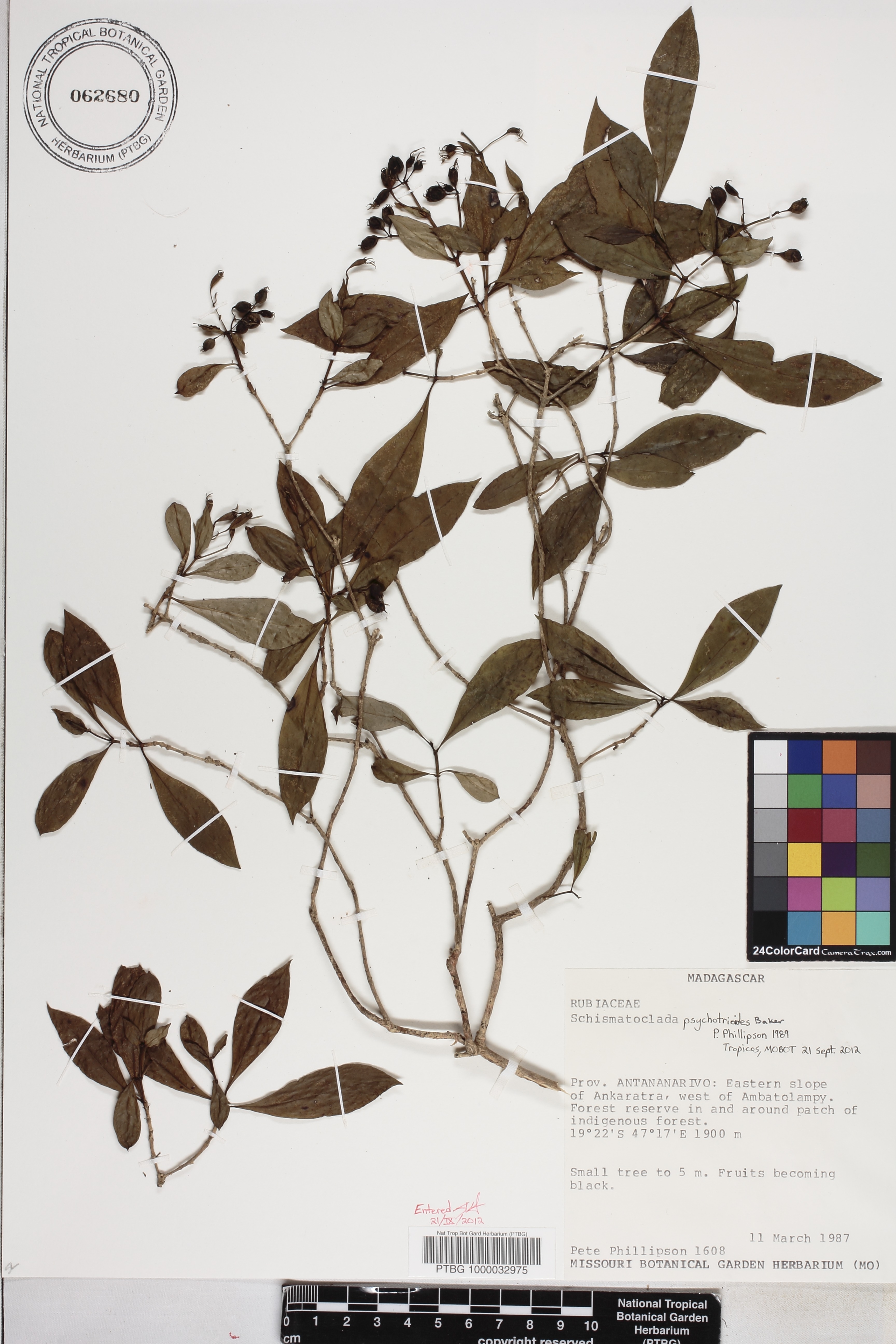 Schismatoclada psychotrioides image