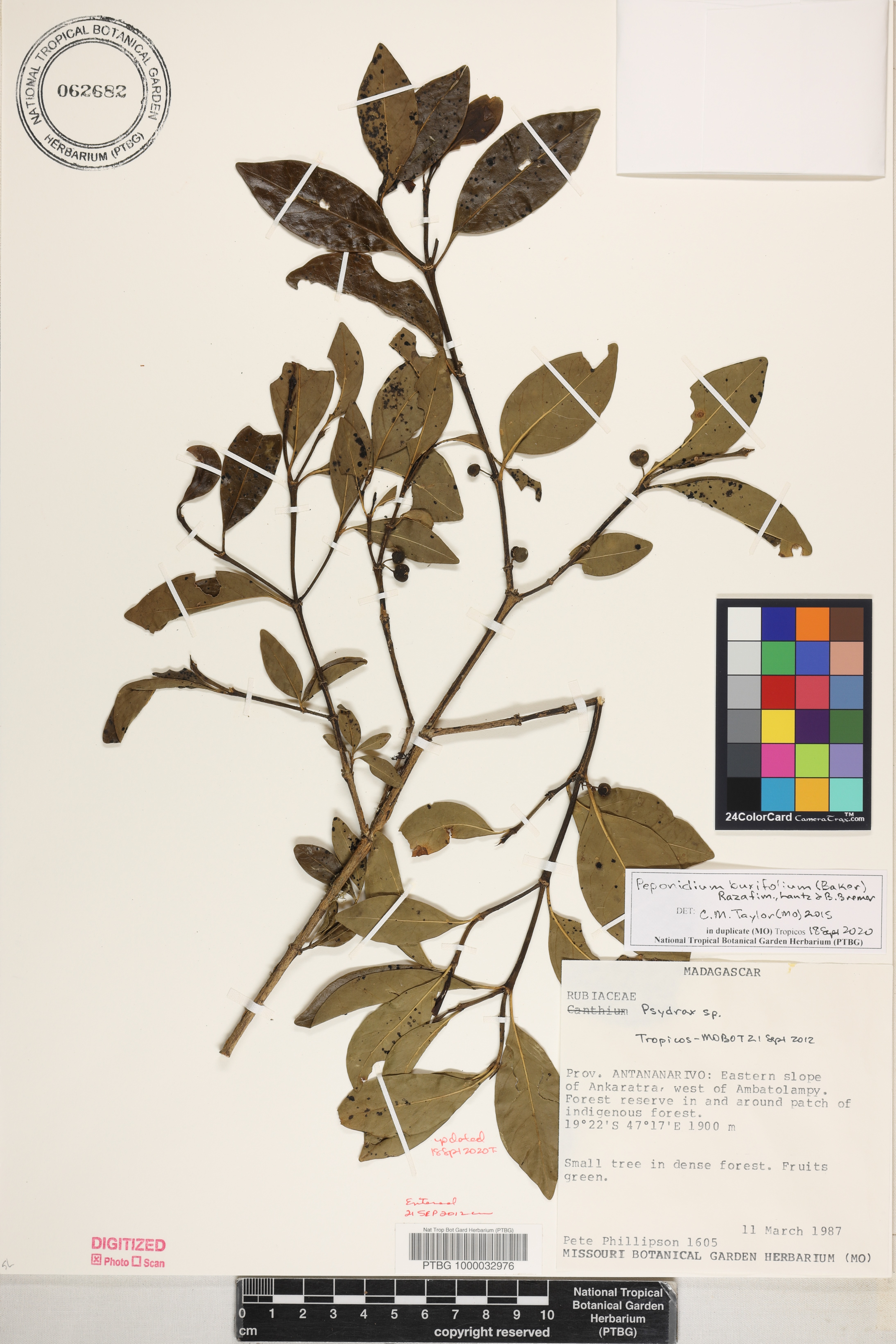 Peponidium buxifolium image