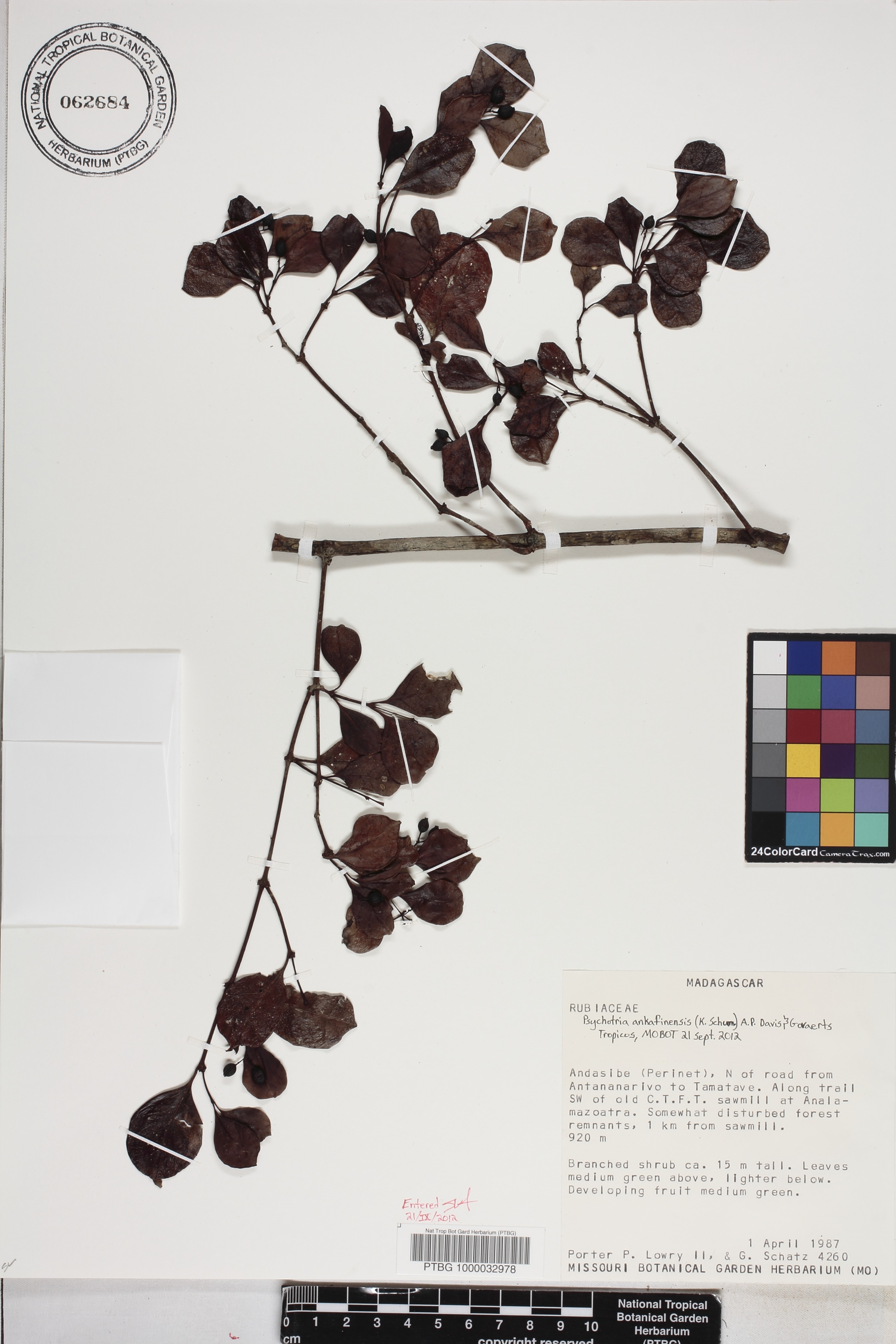 Psychotria ankafinensis image