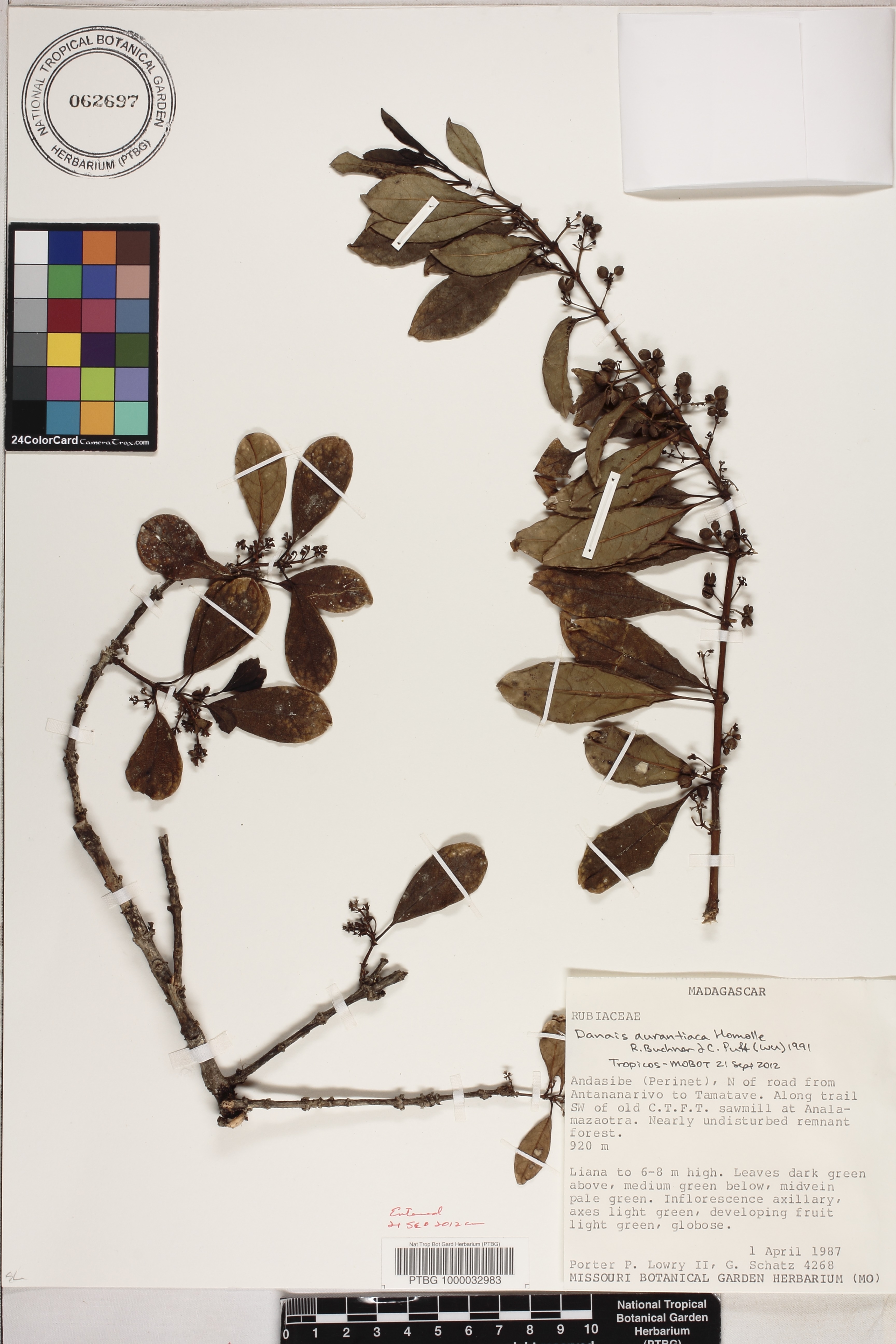 Danais aurantiaca image