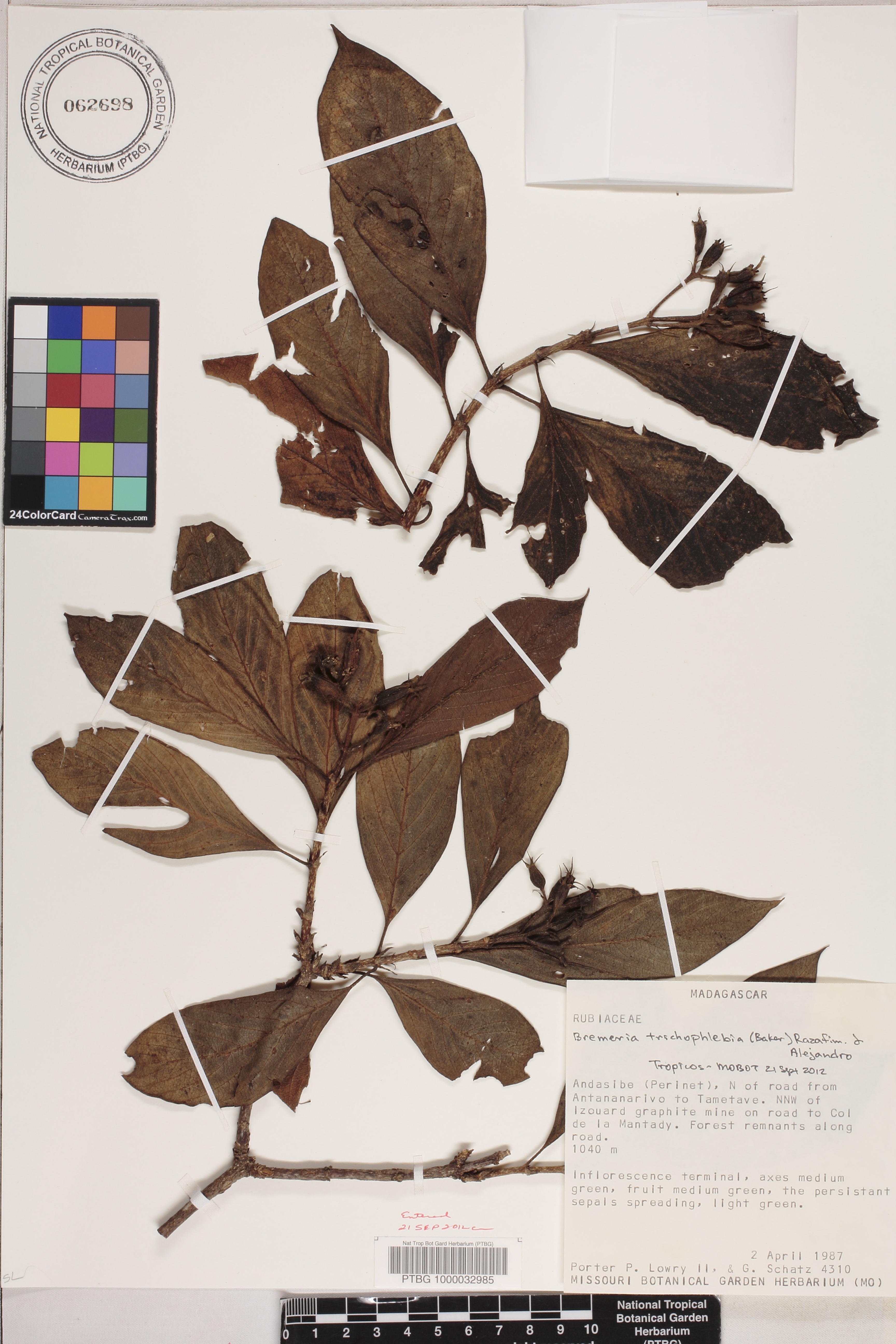 Bremeria trichophlebia image