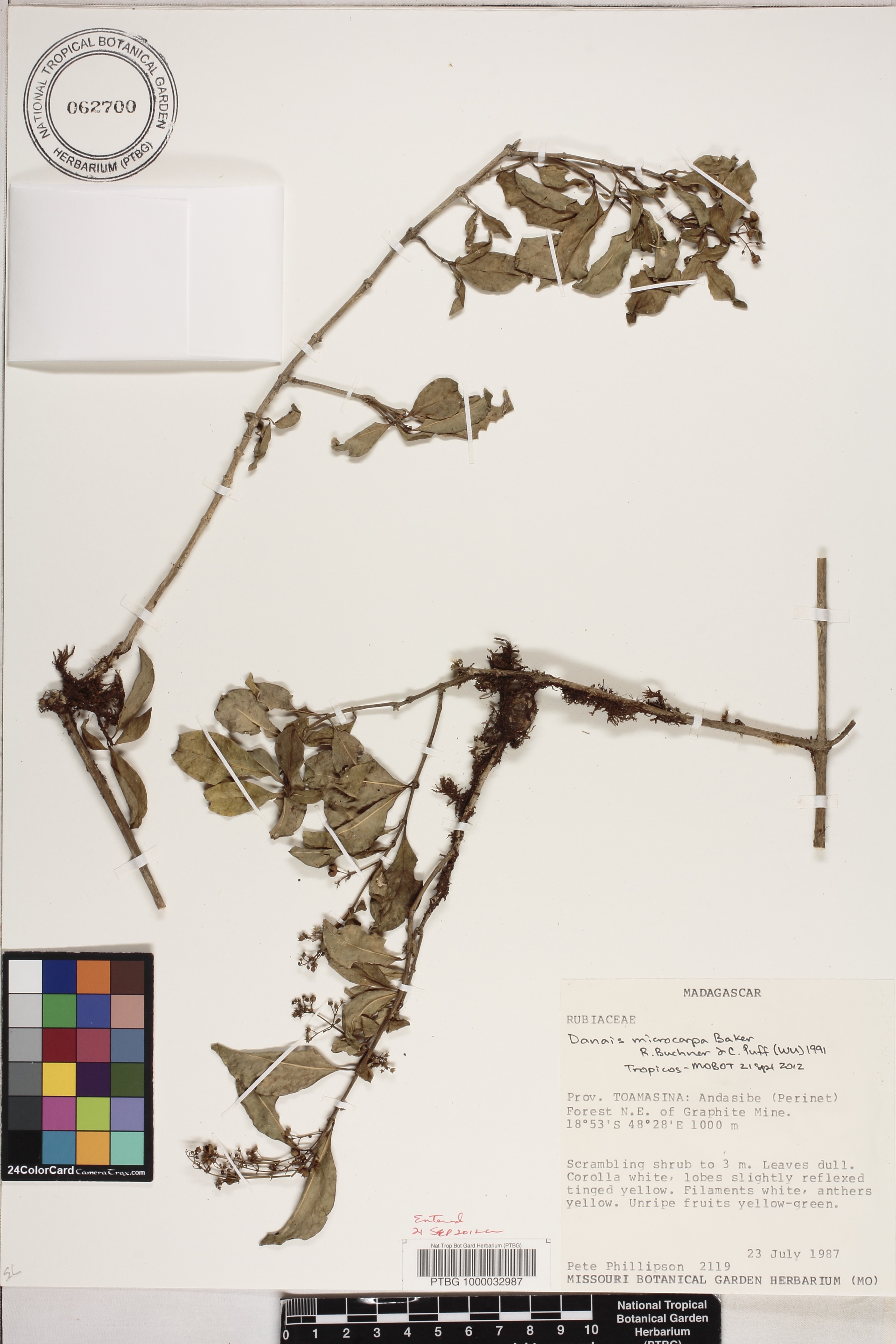 Danais microcarpa image