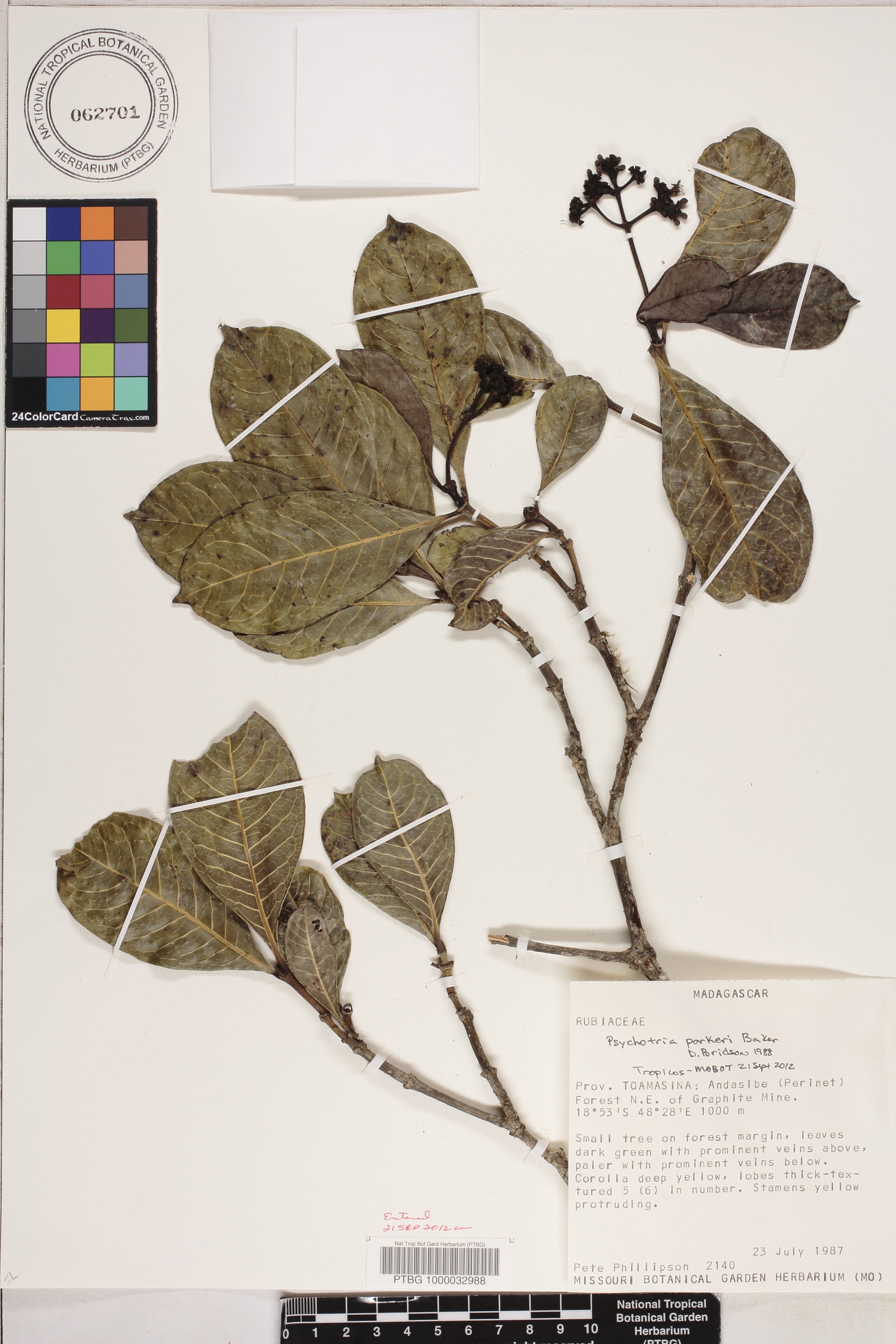 Psychotria parkeri image