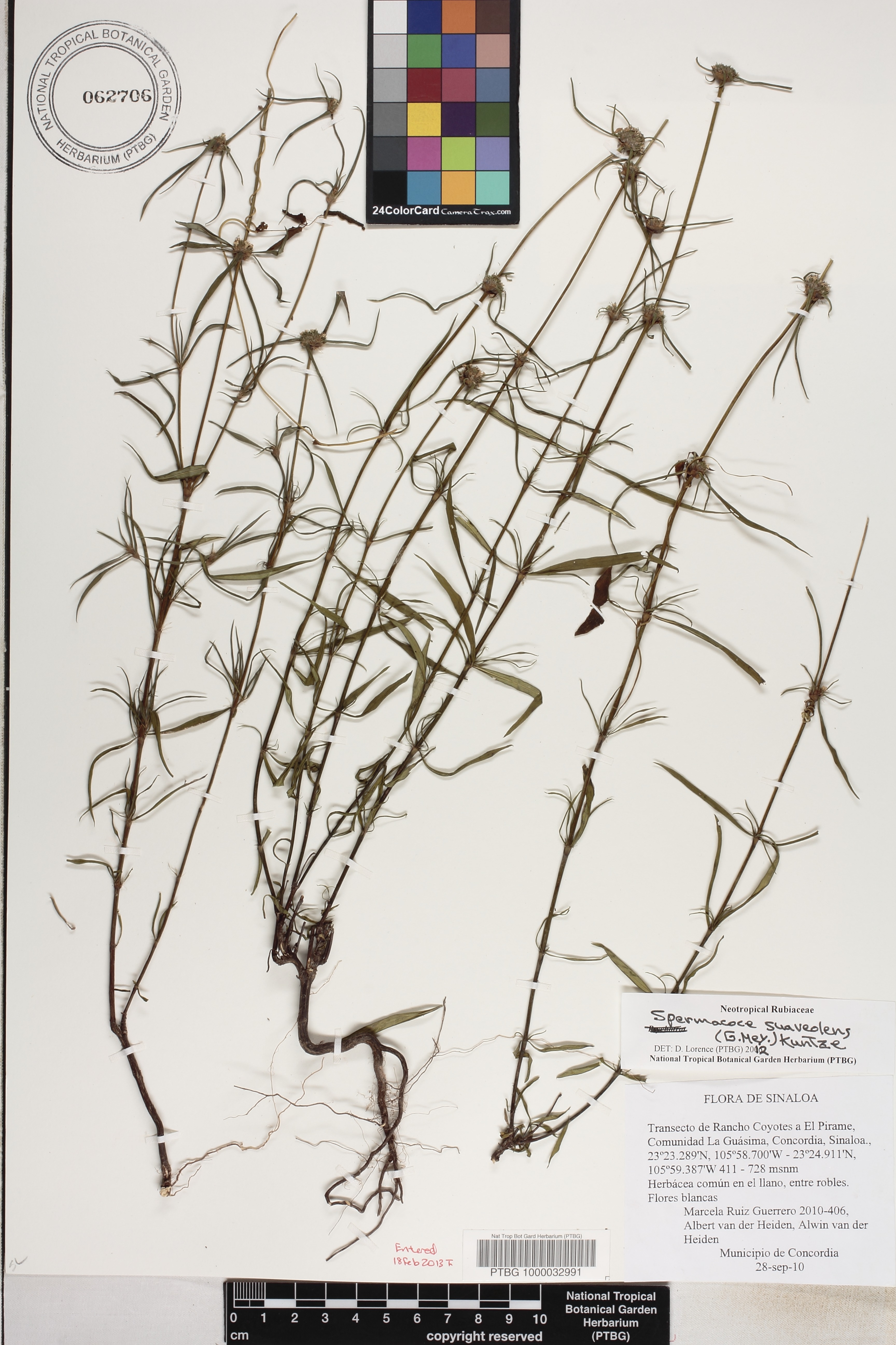 Spermacoce suaveolens image