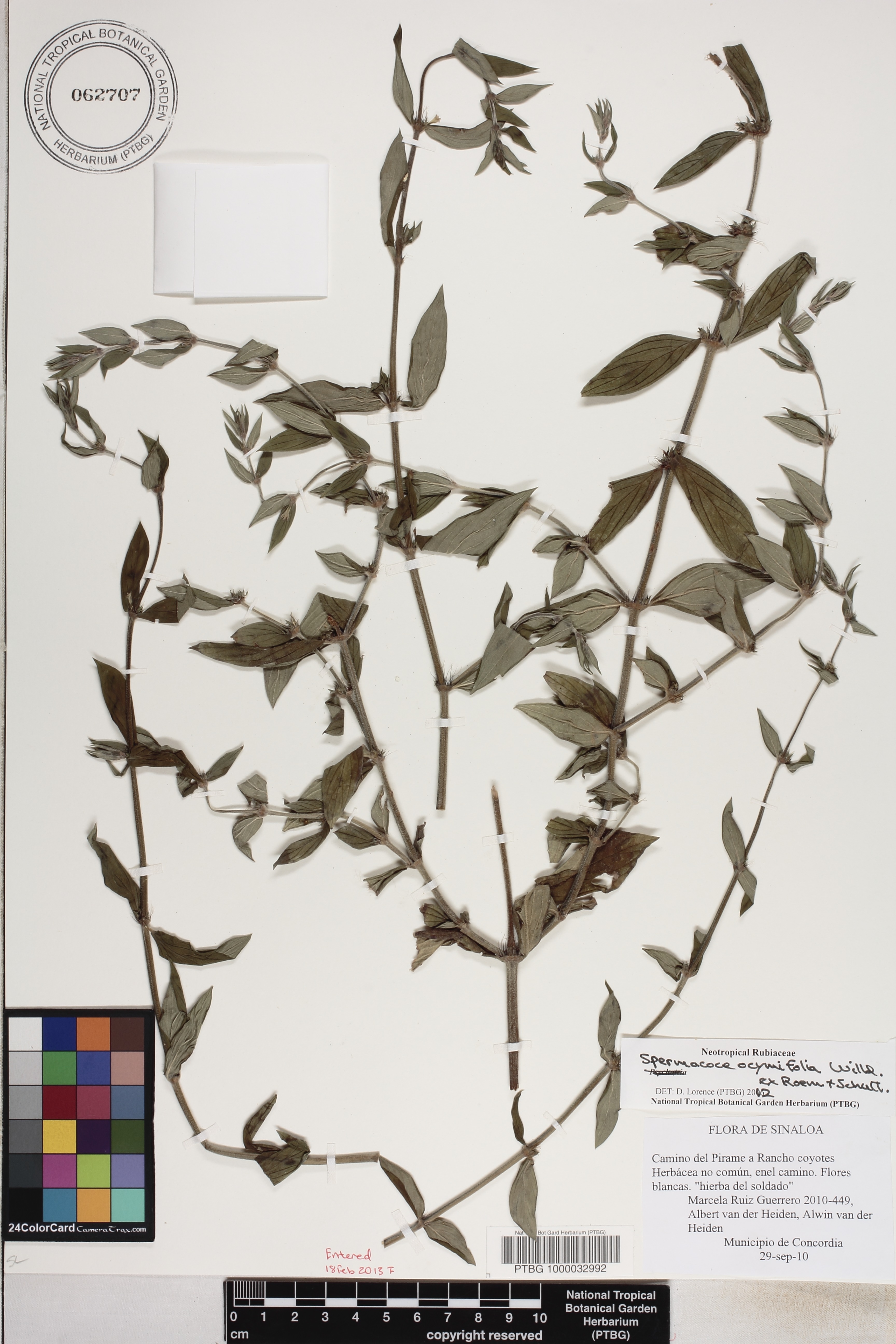 Spermacoce ocymifolia image