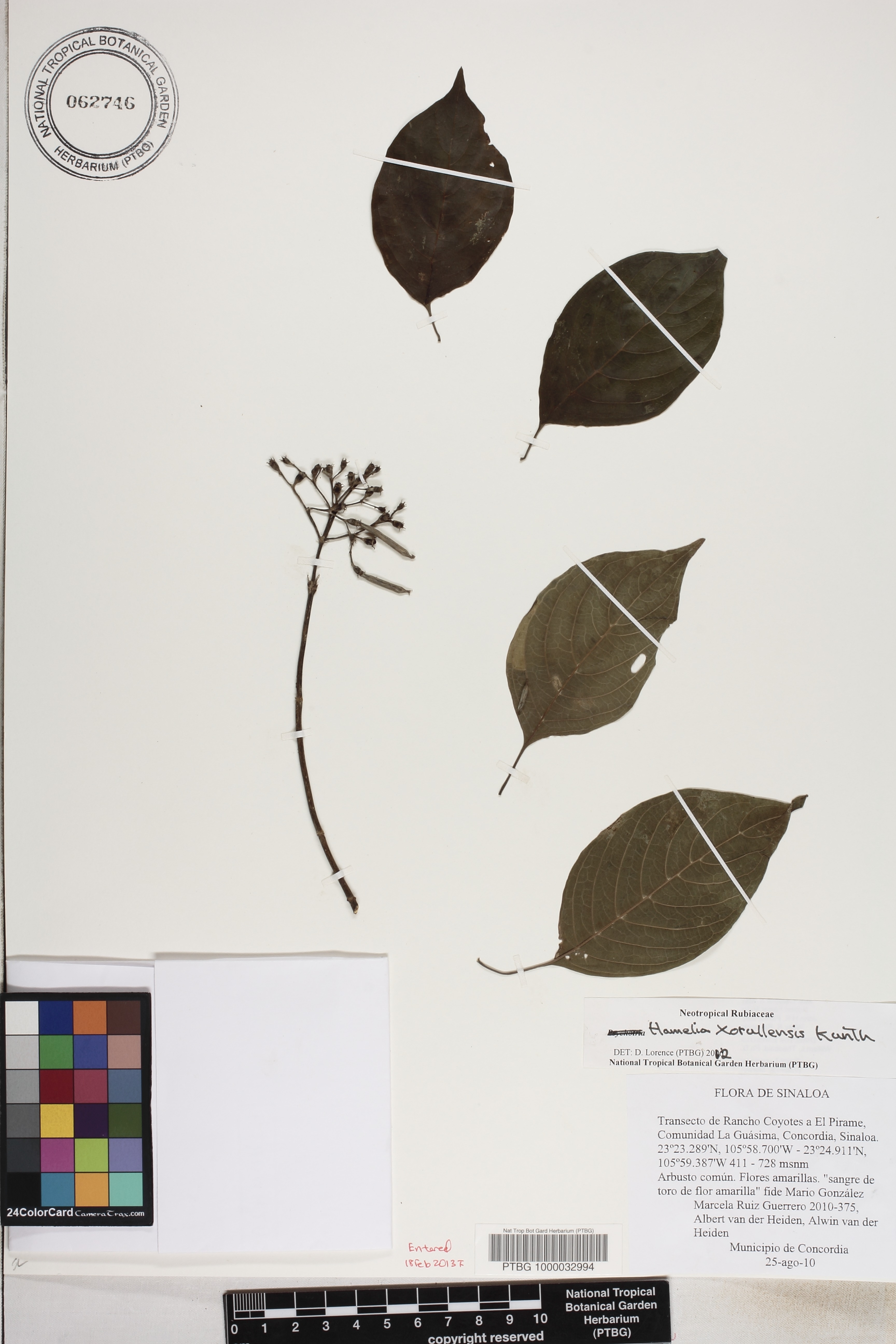 Hamelia xorullensis image