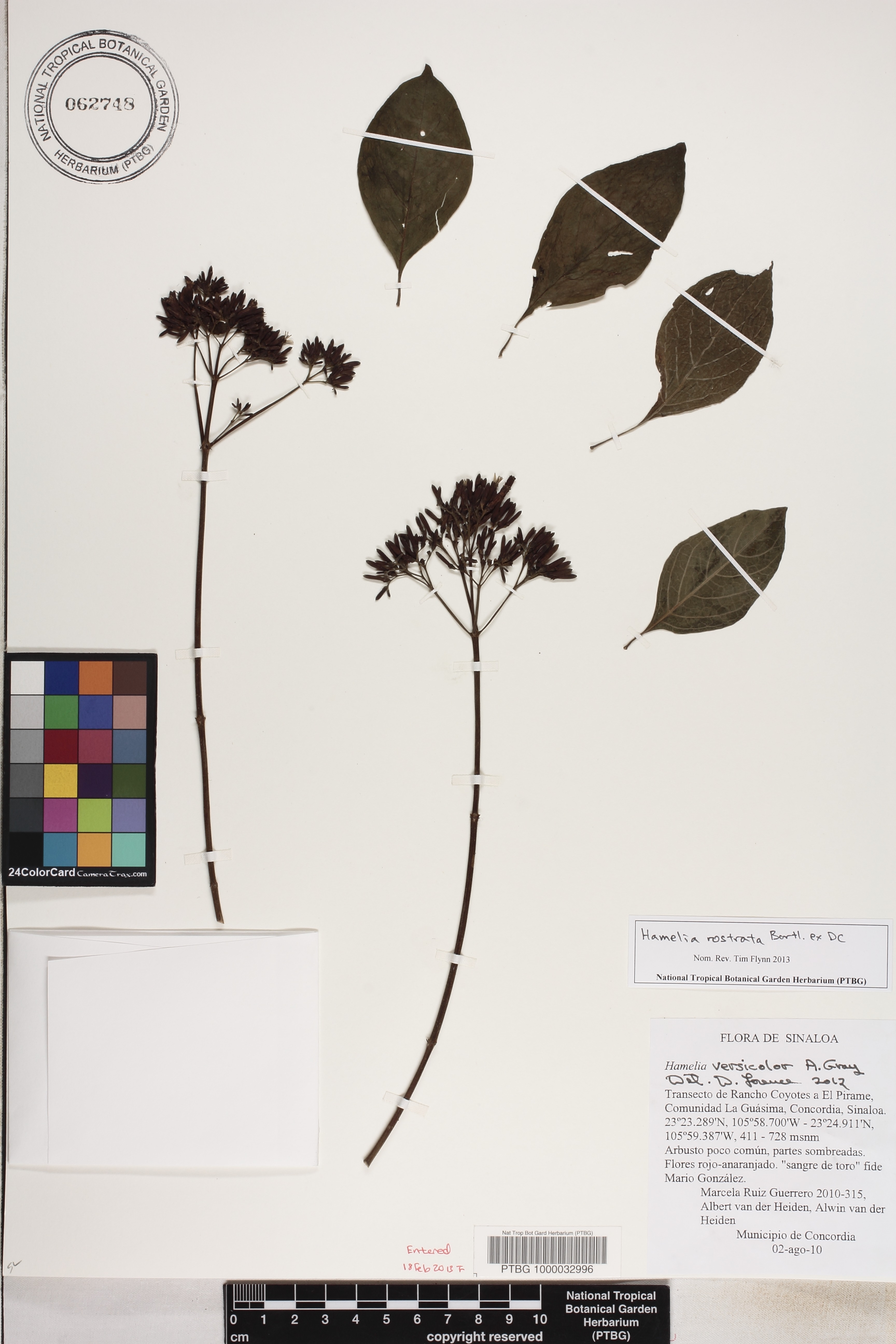 Hamelia rostrata image