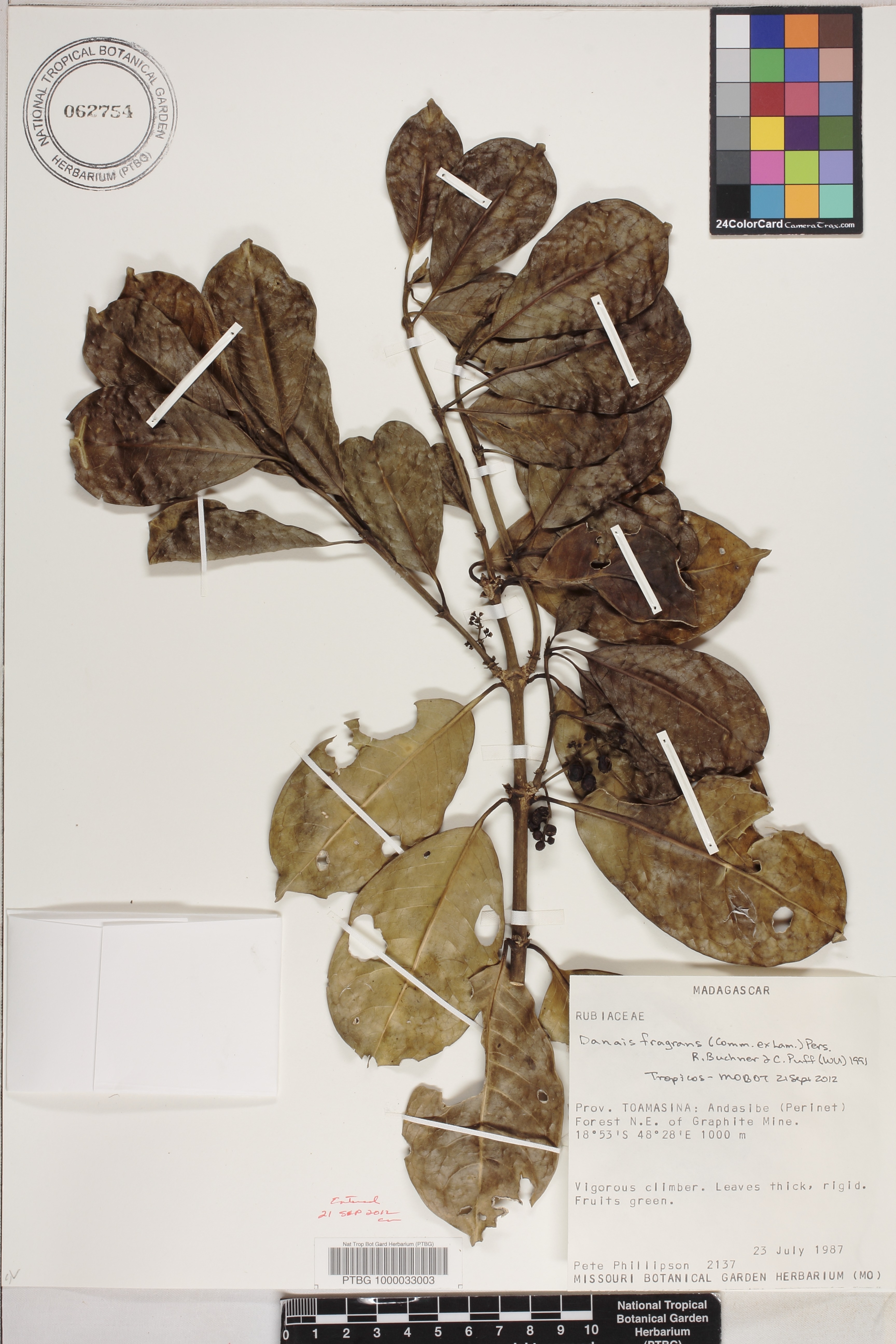 Danais fragrans image